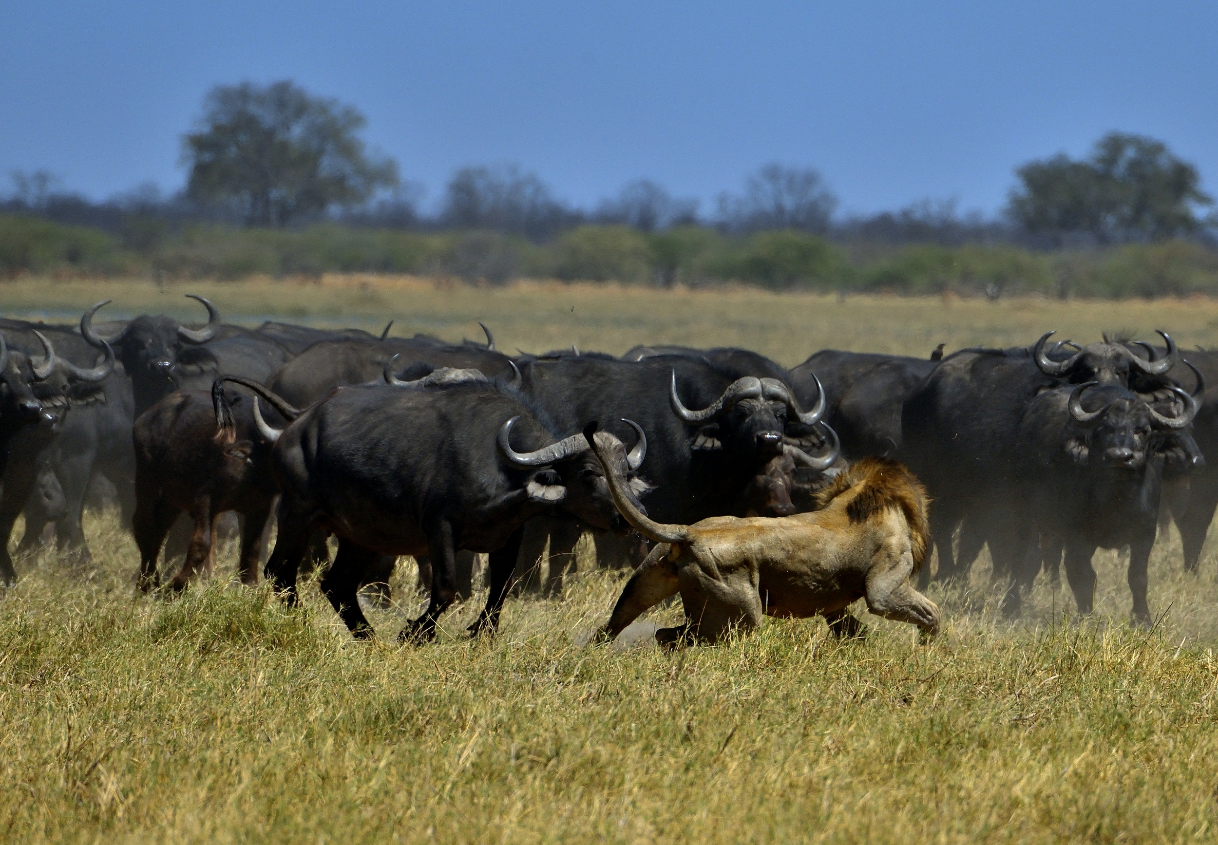Bufali versus leoni - il contrattacco