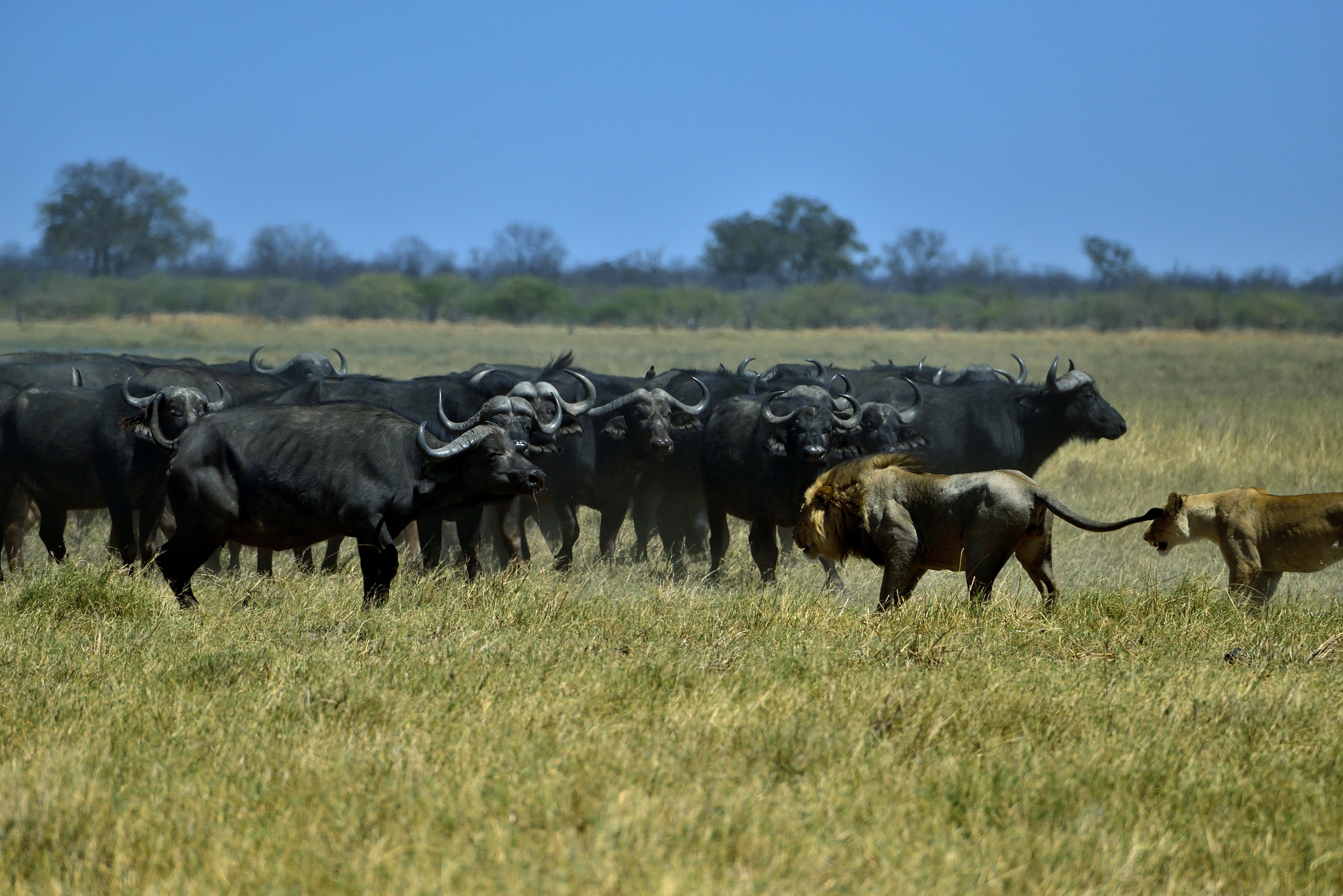 Bufali versus leoni - il confronto