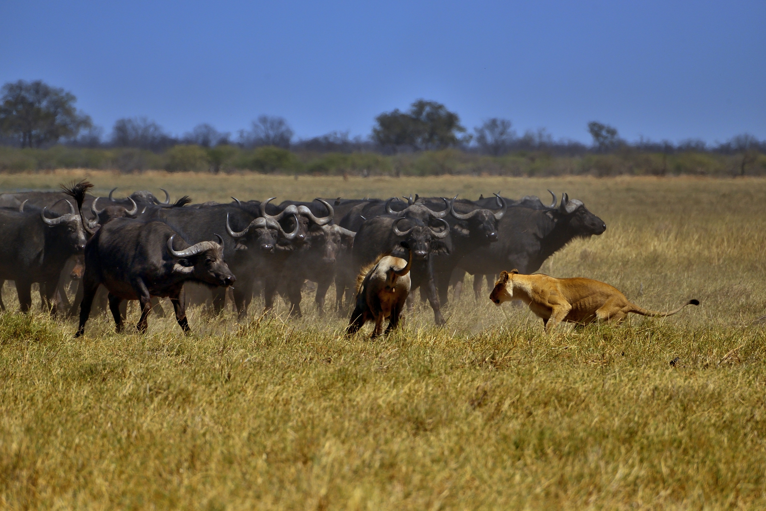 Bufali versus leoni - scaramuccie