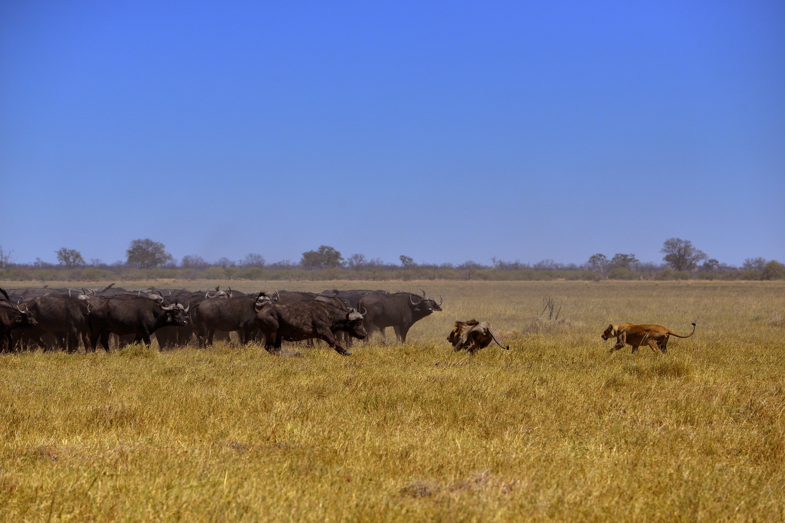 Bufali versus leoni - scaramuccie