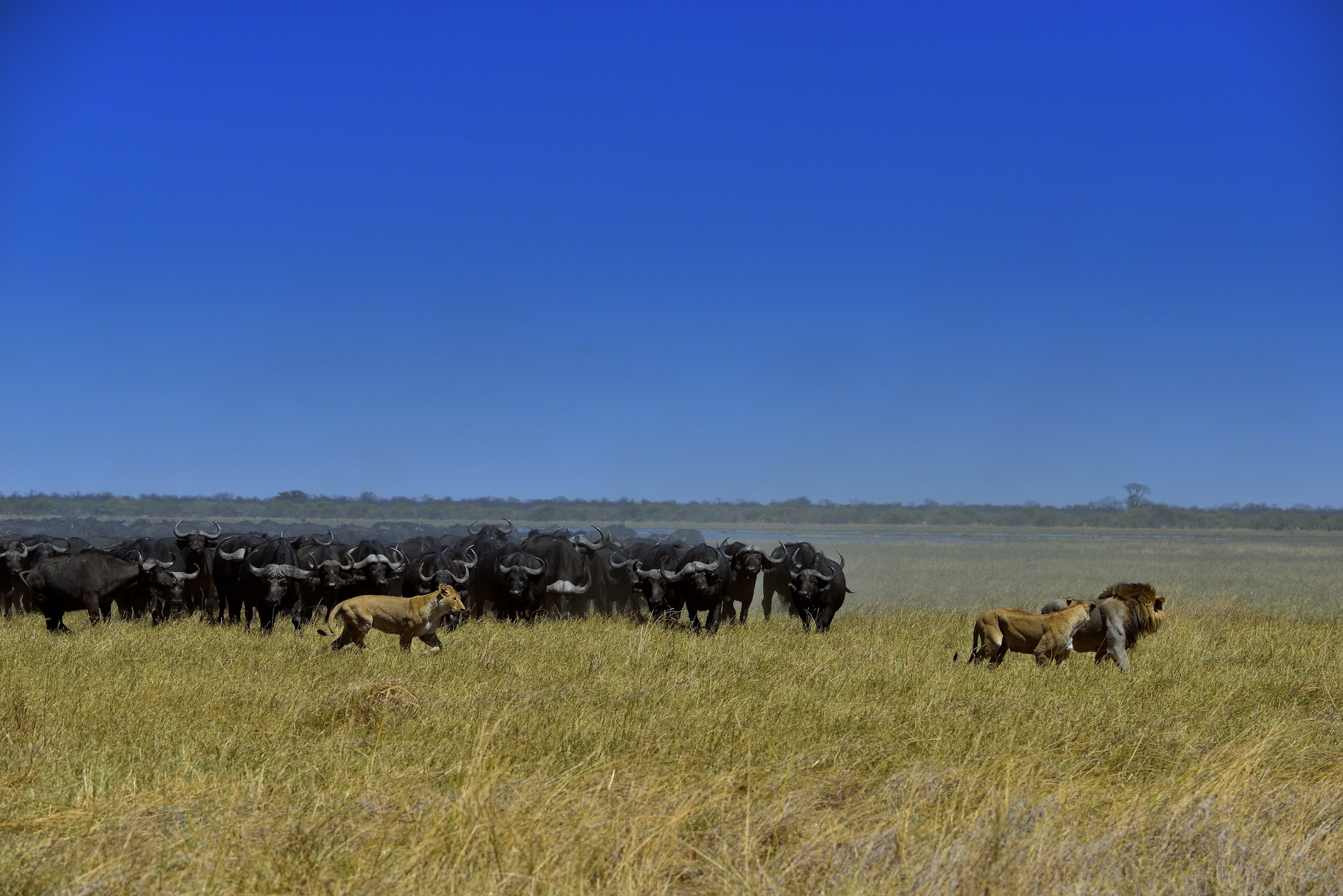 Bufali versus leoni - la ritirata