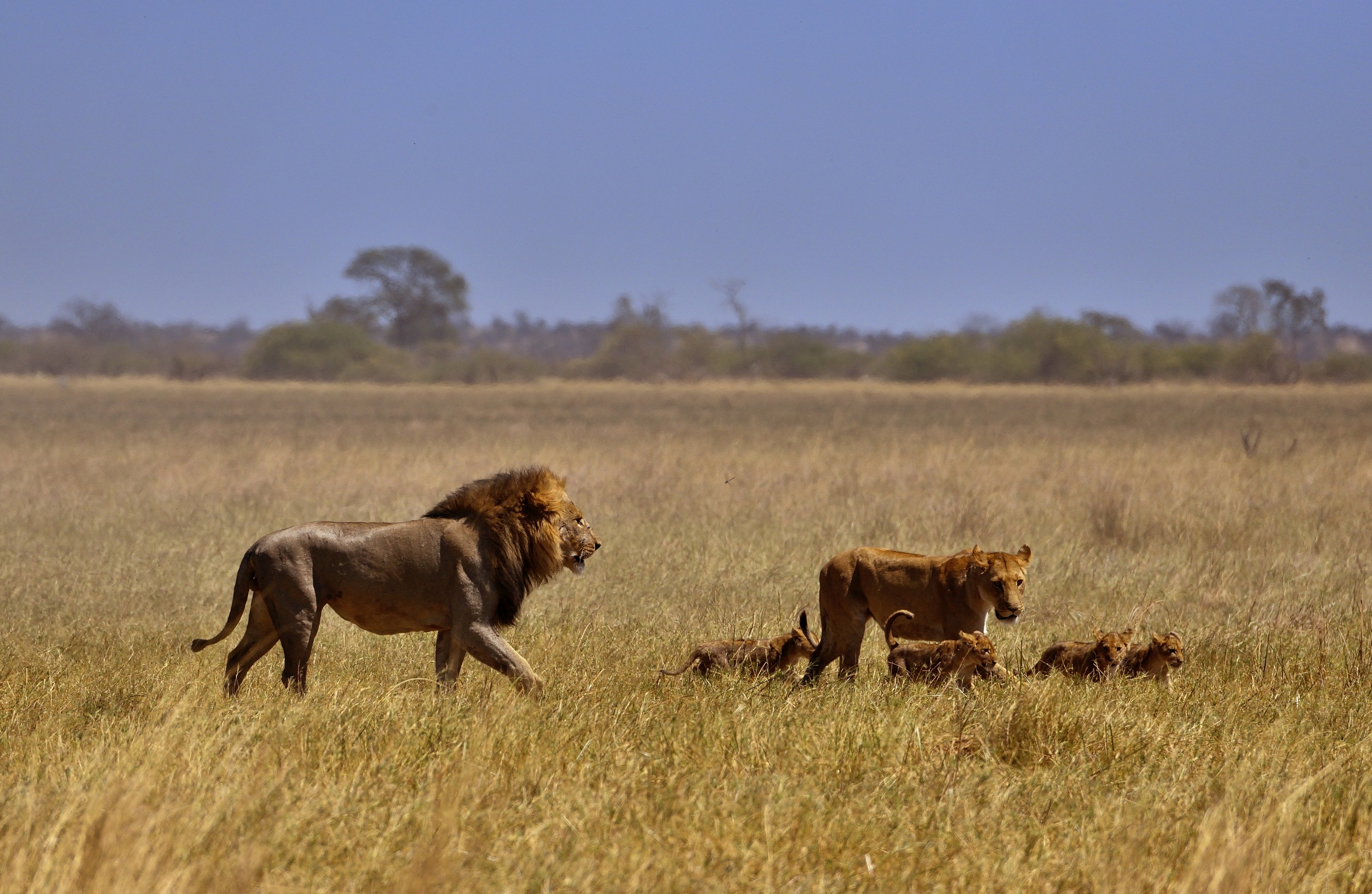 Bufali versus leoni - salvare i cuccioli