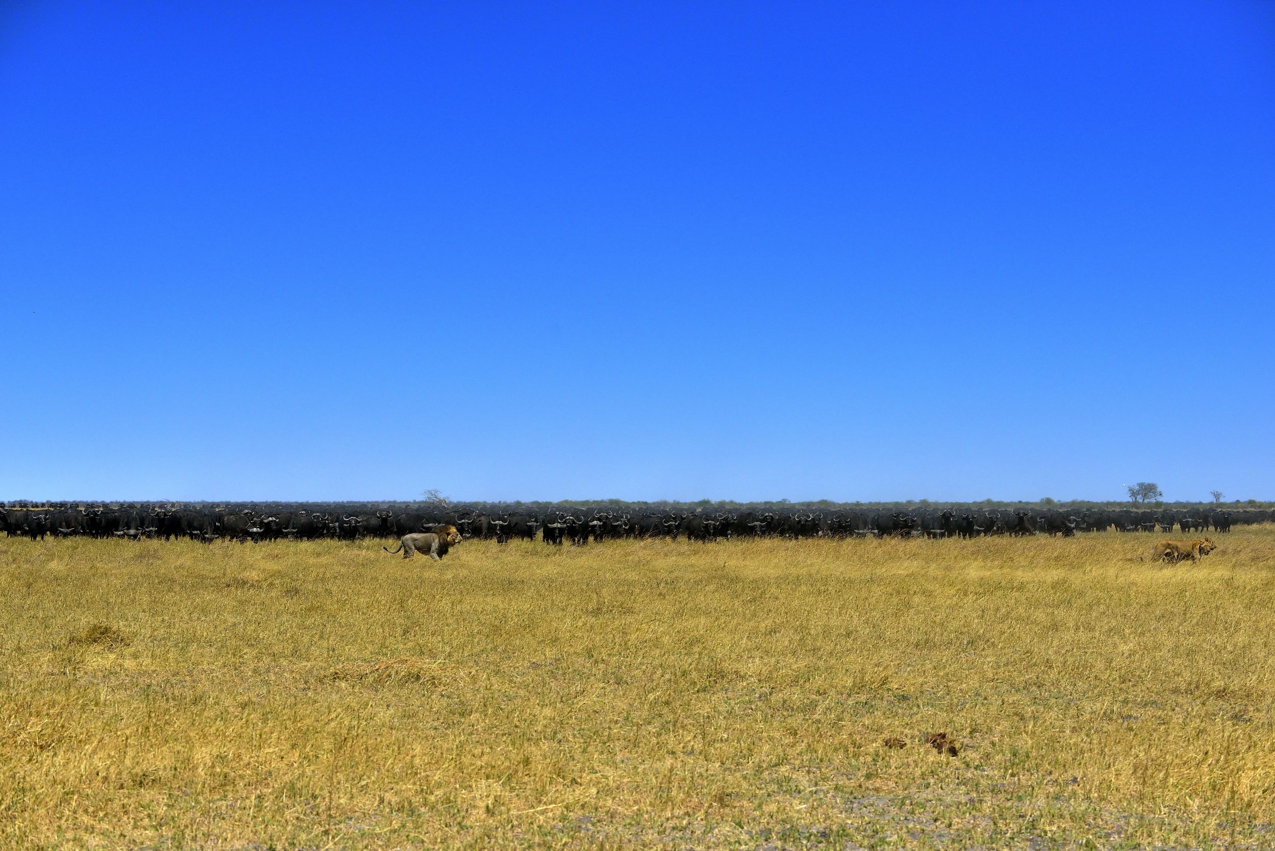 Bufali versus leoni - il controllo