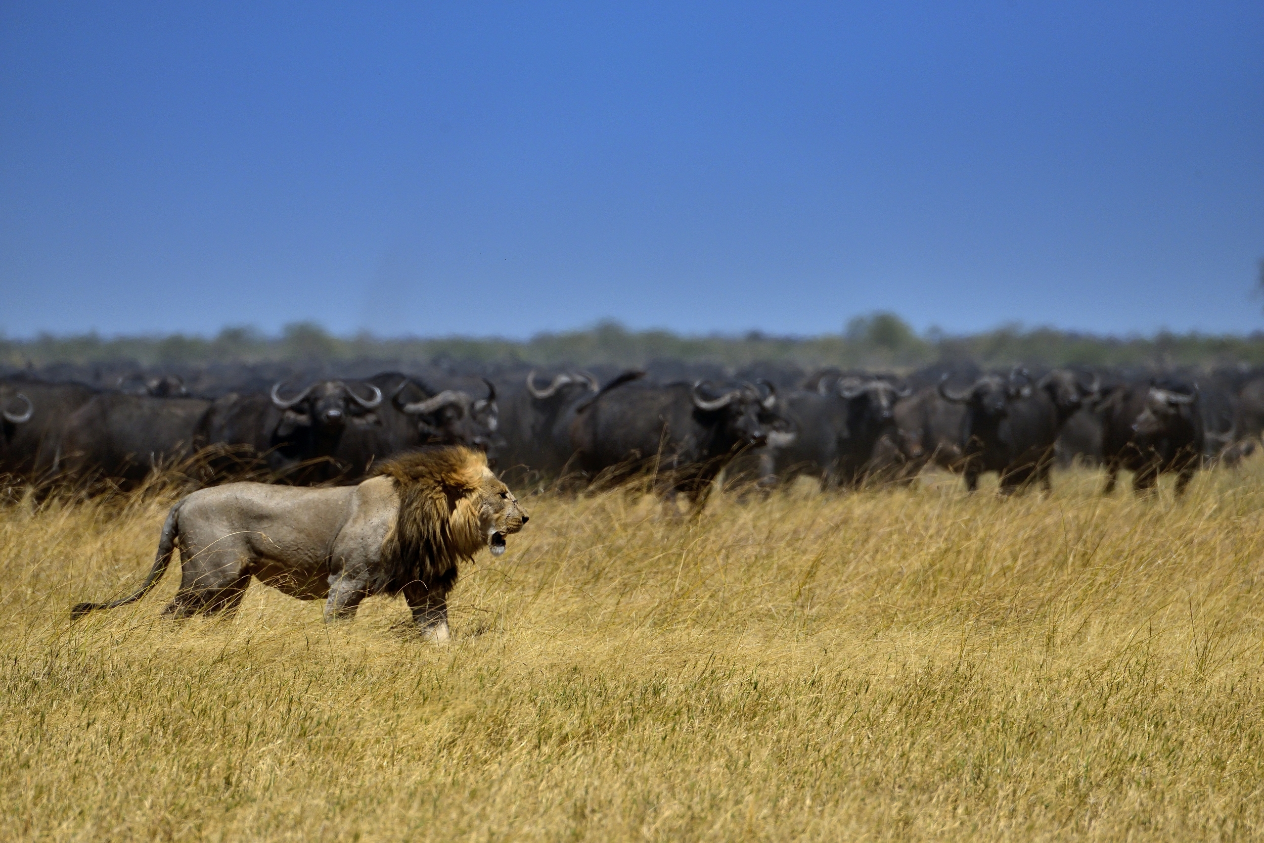 Bufali versus leoni - il controllo