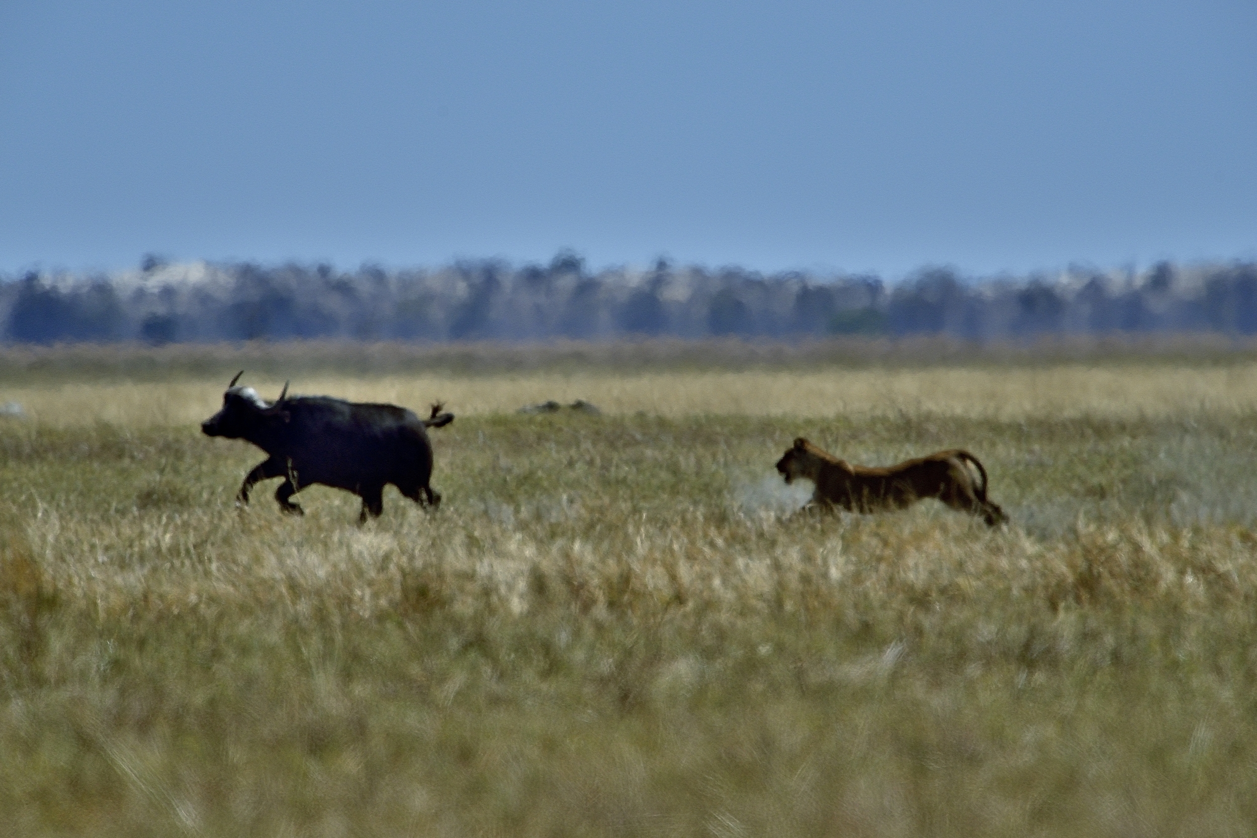 Bufali versus leoni - attacco per distrarre