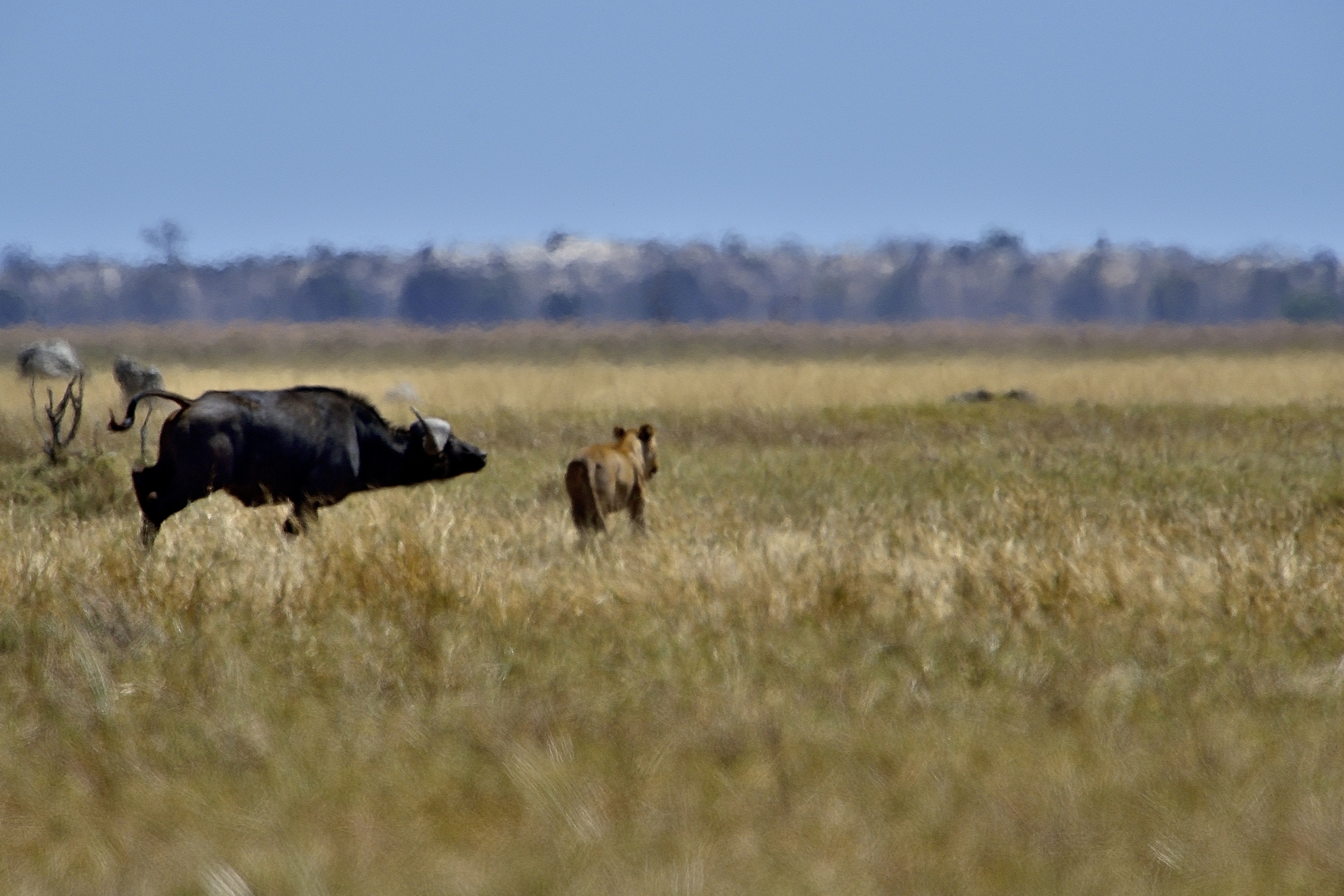 Bufali versus leoni - contrattacco del distratto