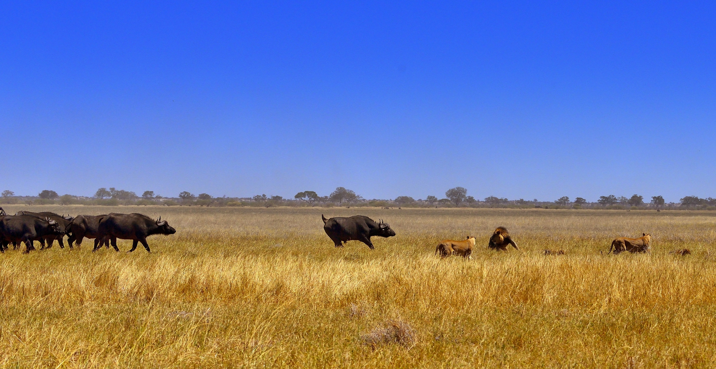 Bufali versus leoni - il contrattacco