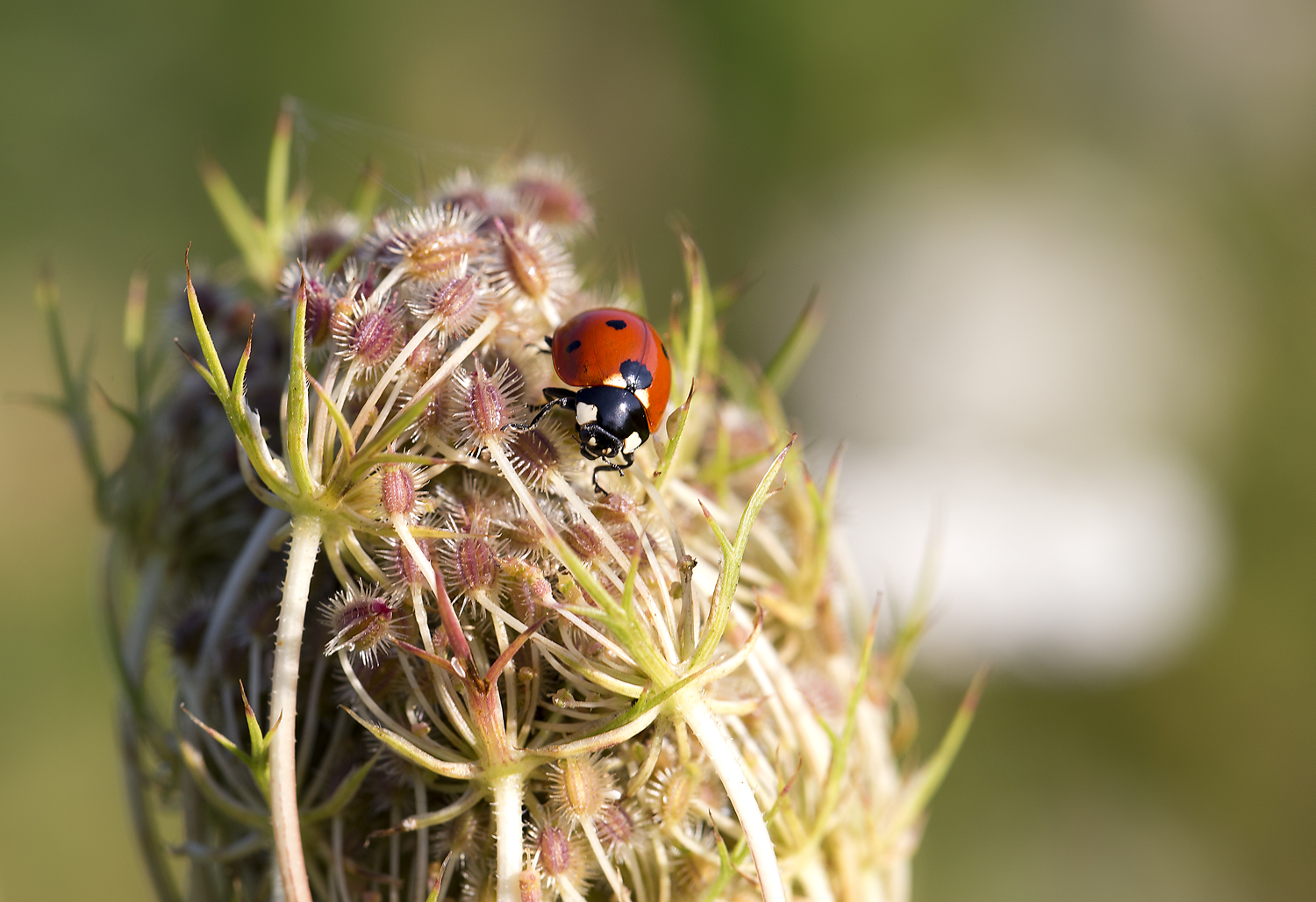 Ladybug