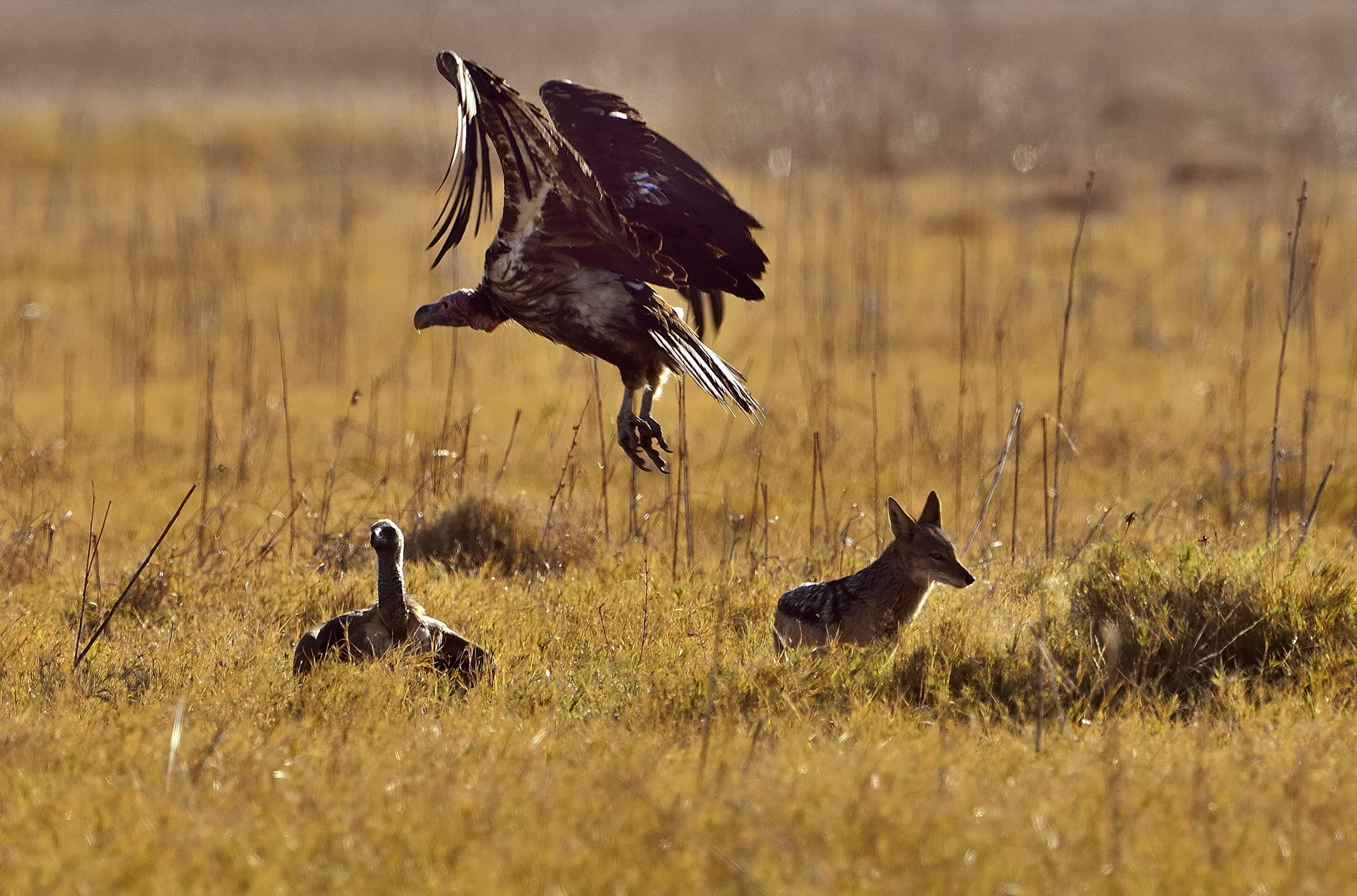 avvoltoi e sciacallo