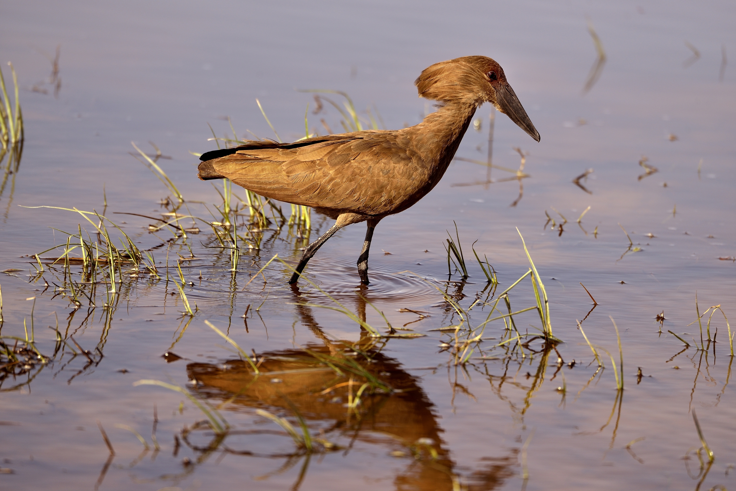 Hammerkop - Becco a martello