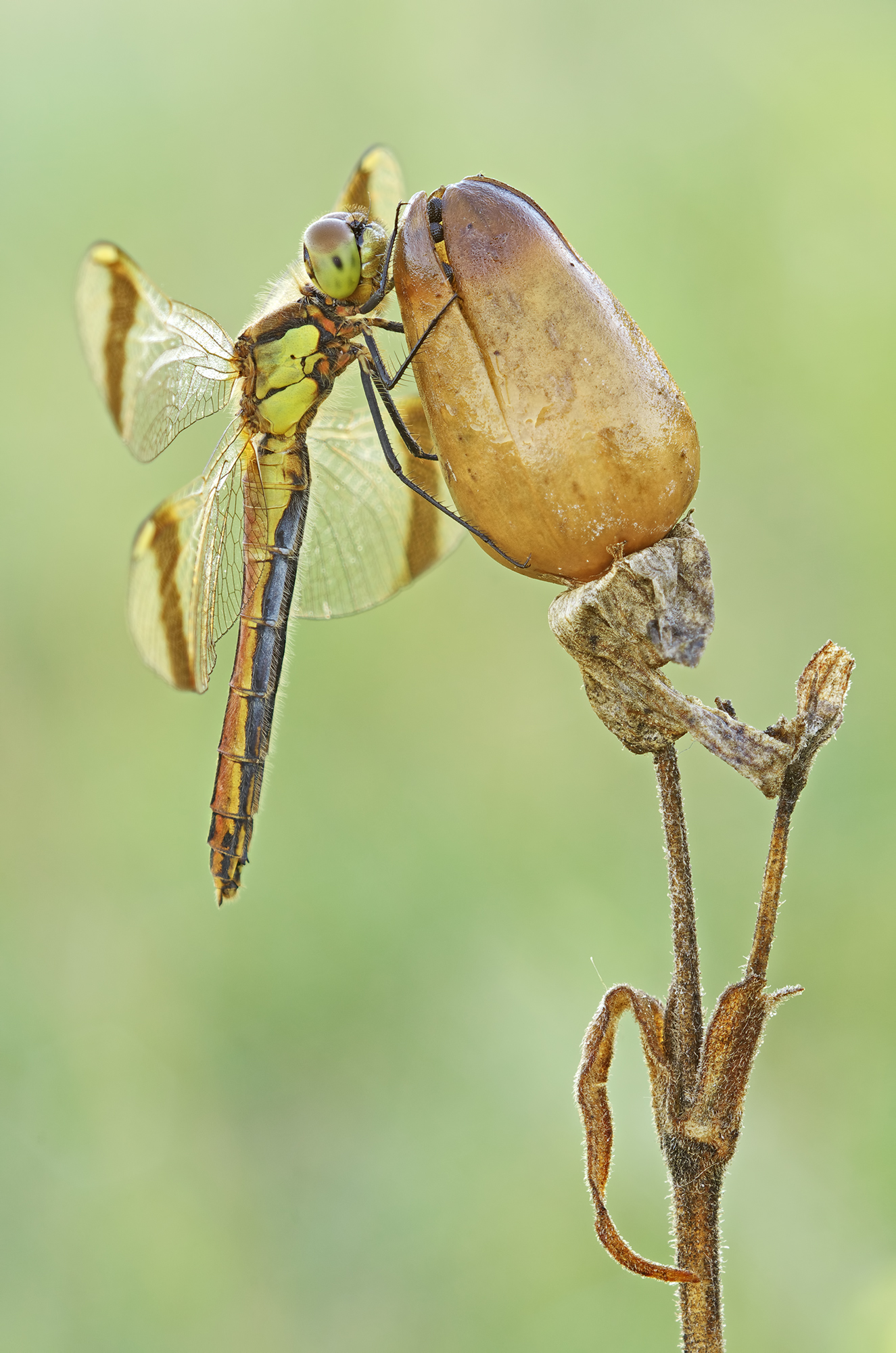 Sympetrum pedemontanum