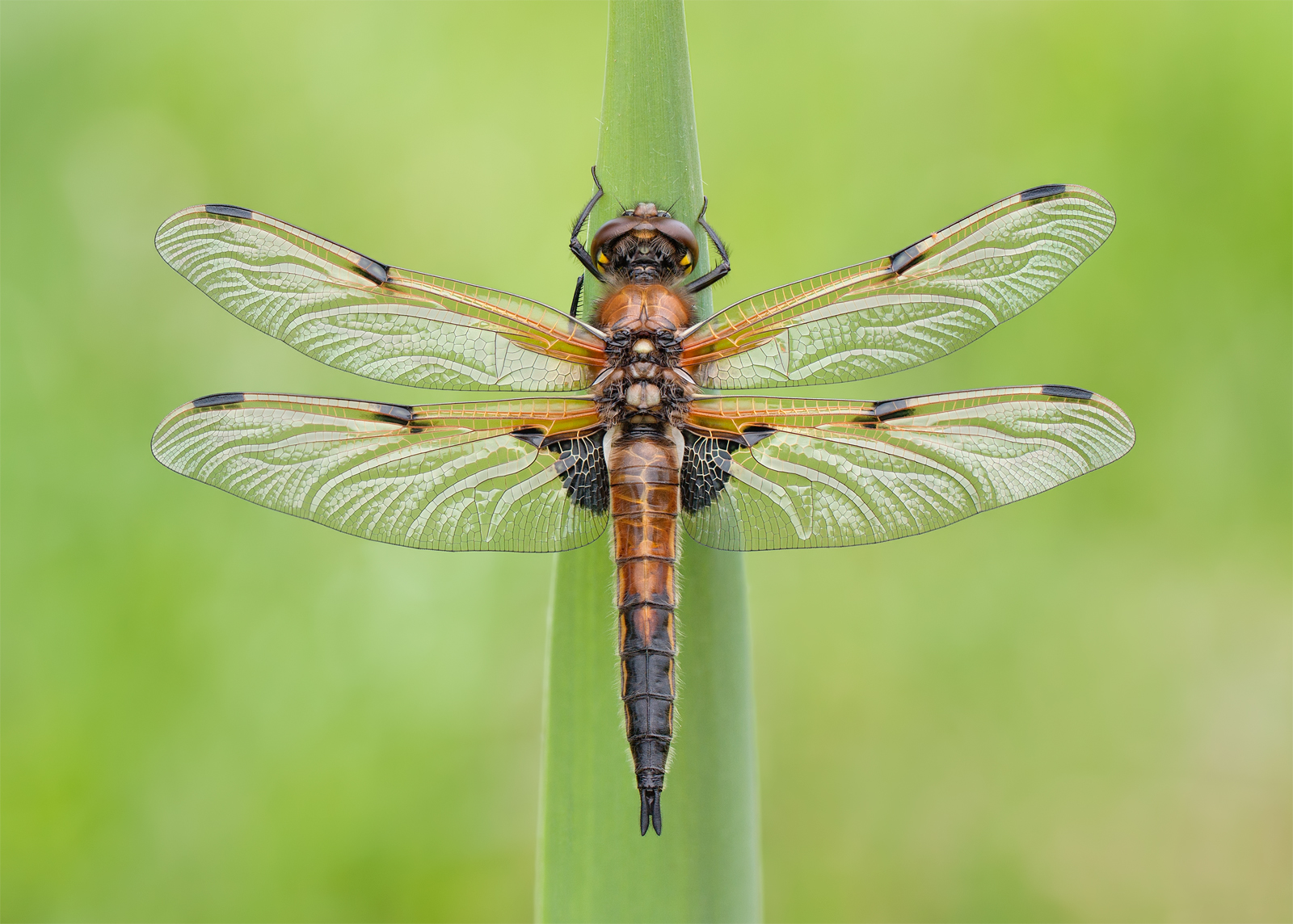 The Four-spotted Chaser