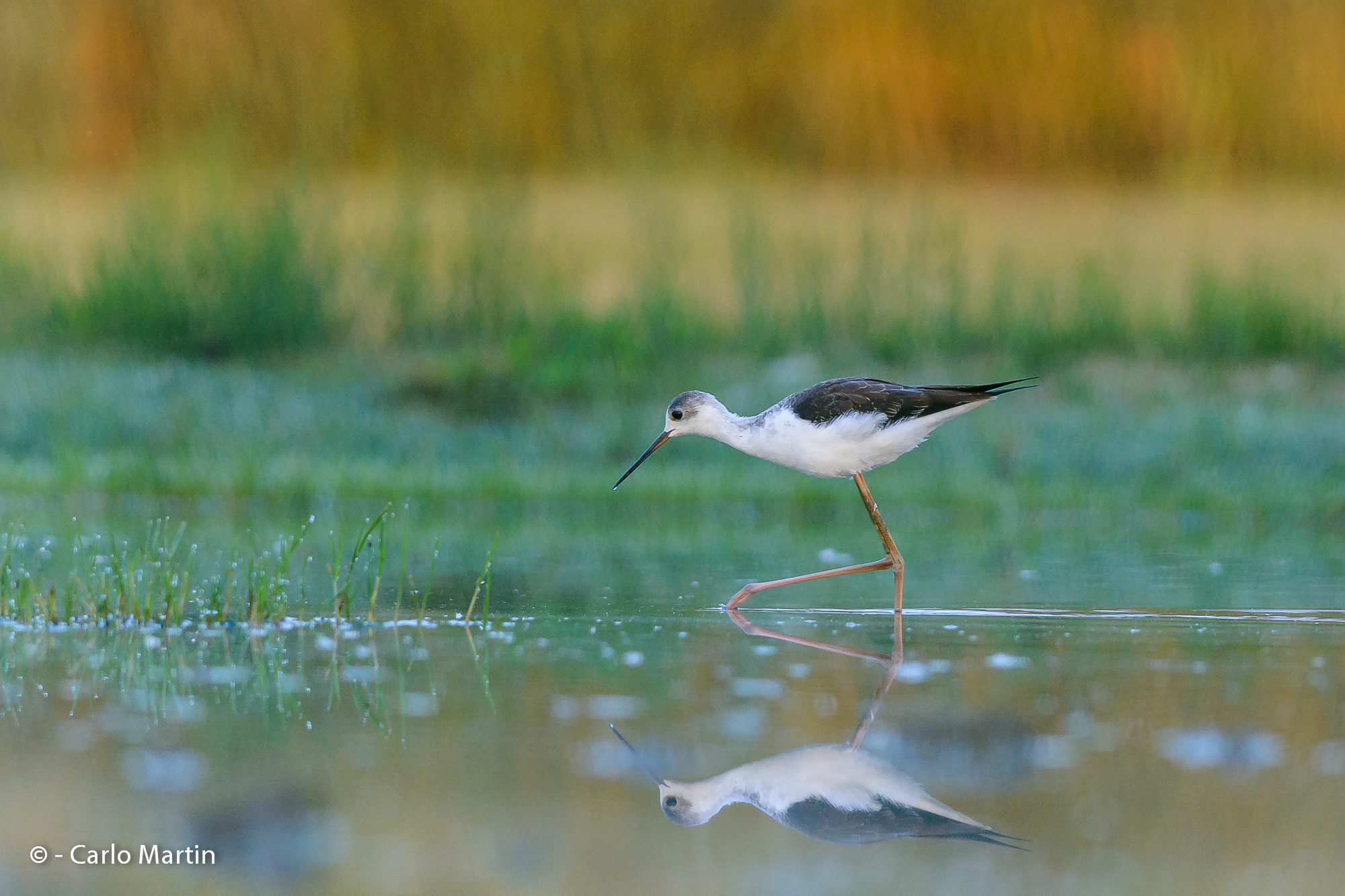 Delicatezza mattutina (PP rivista)