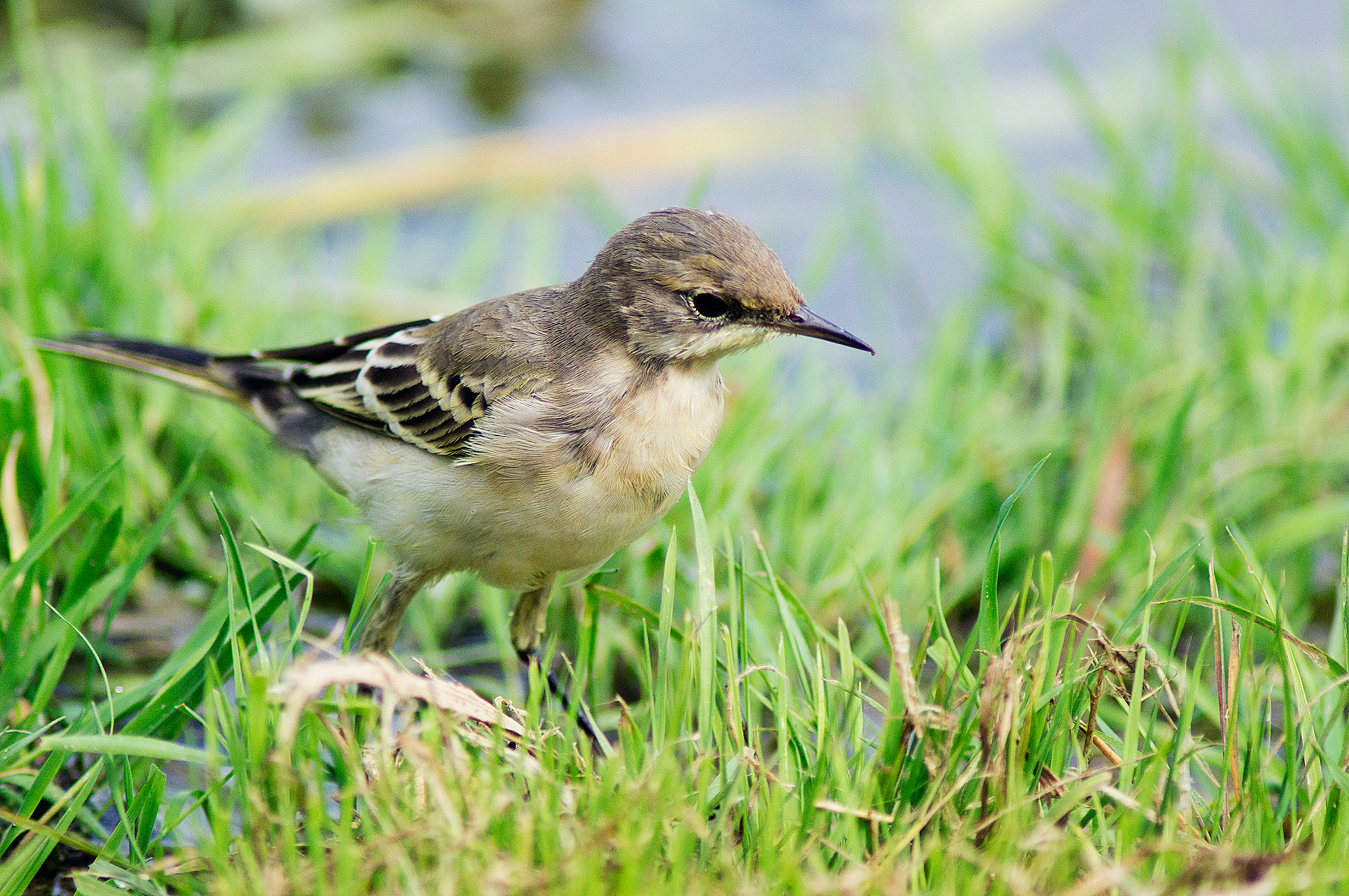 Grey Wagtail