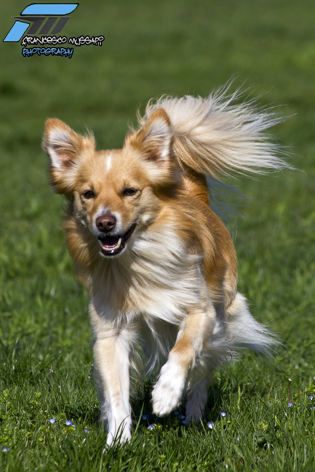 Corsetta primaverile