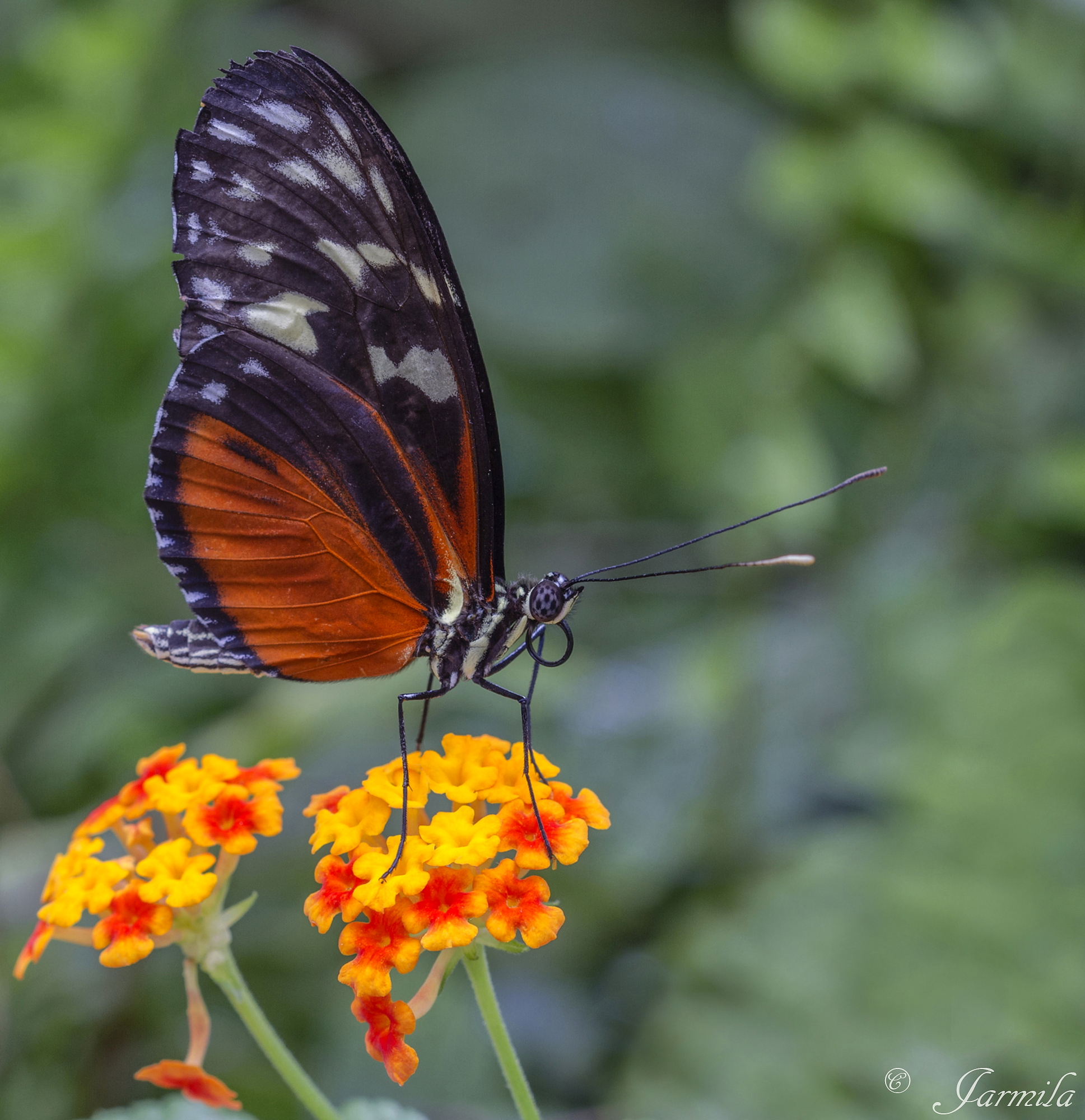 Heliconius melpomene Una farfalla tropicale