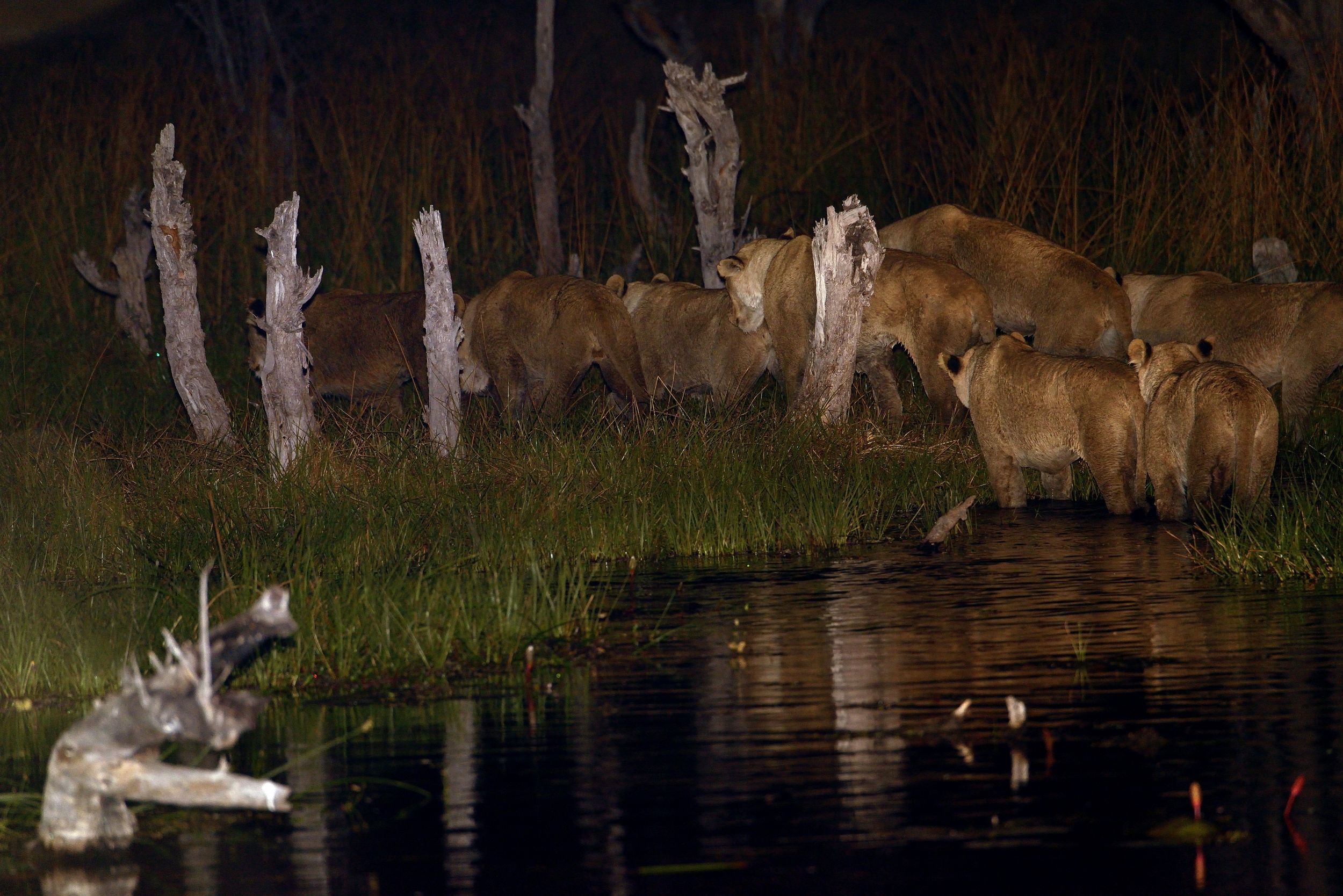 Leonesse a caccianella notte