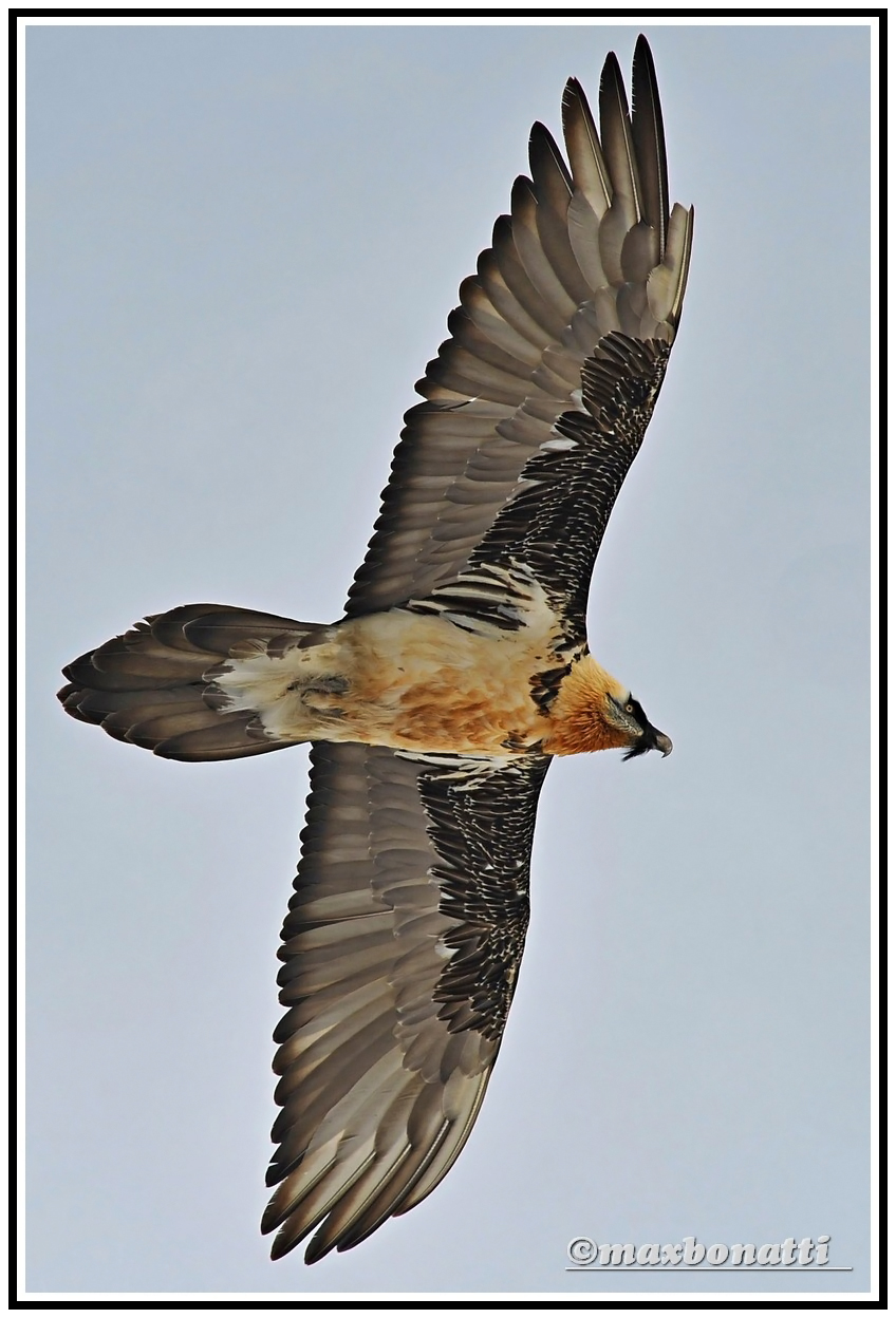 Bearded Vulture