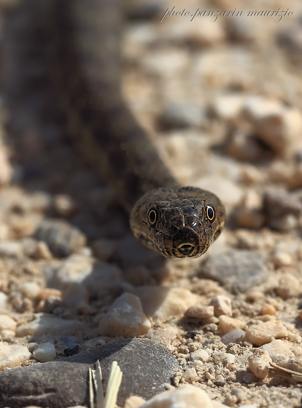 un faccia a faccia con la natrice tassellata