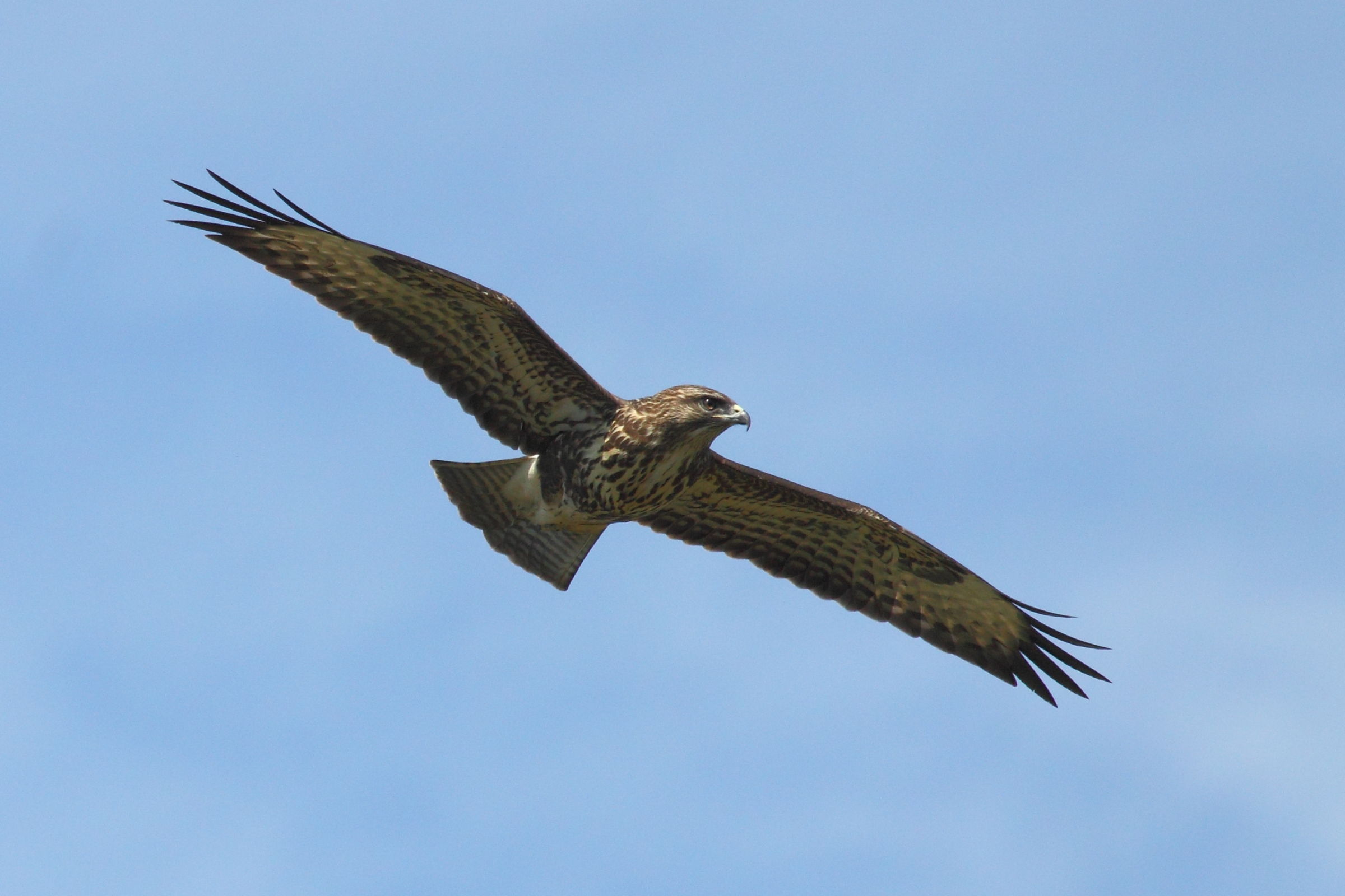 buzzard