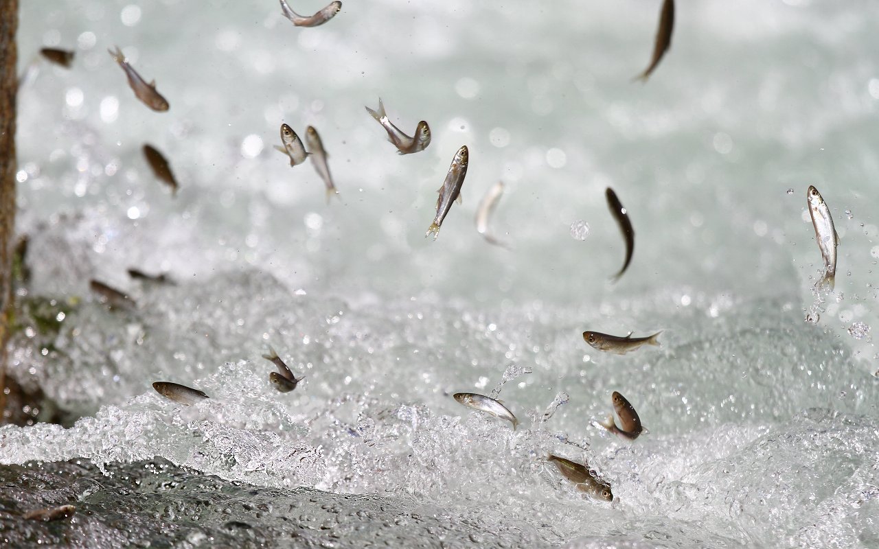 I do not have wings, but the desire to rise was much