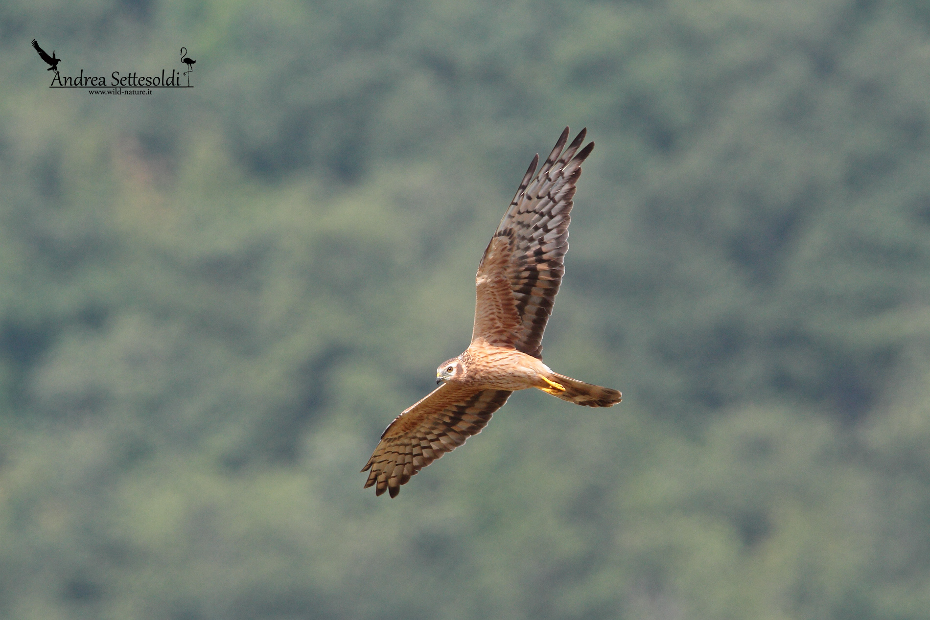Montagu's Harrier female