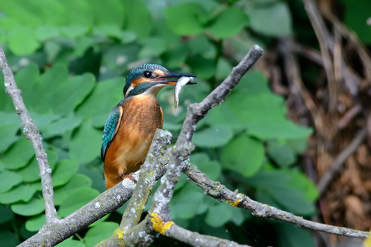 alcedo atthis