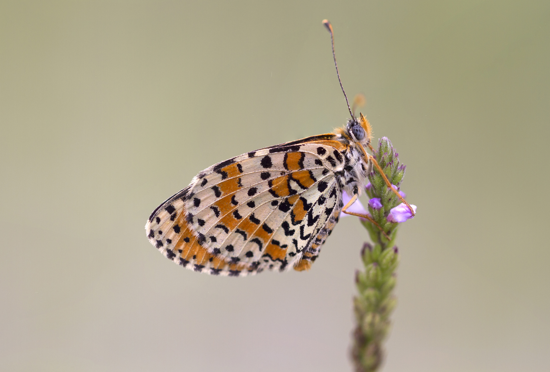 Melitaea didyma