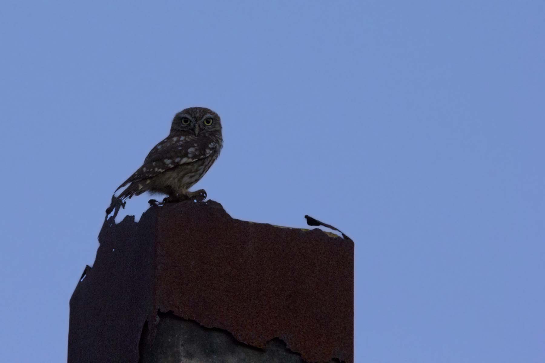 you can not do much with so little light