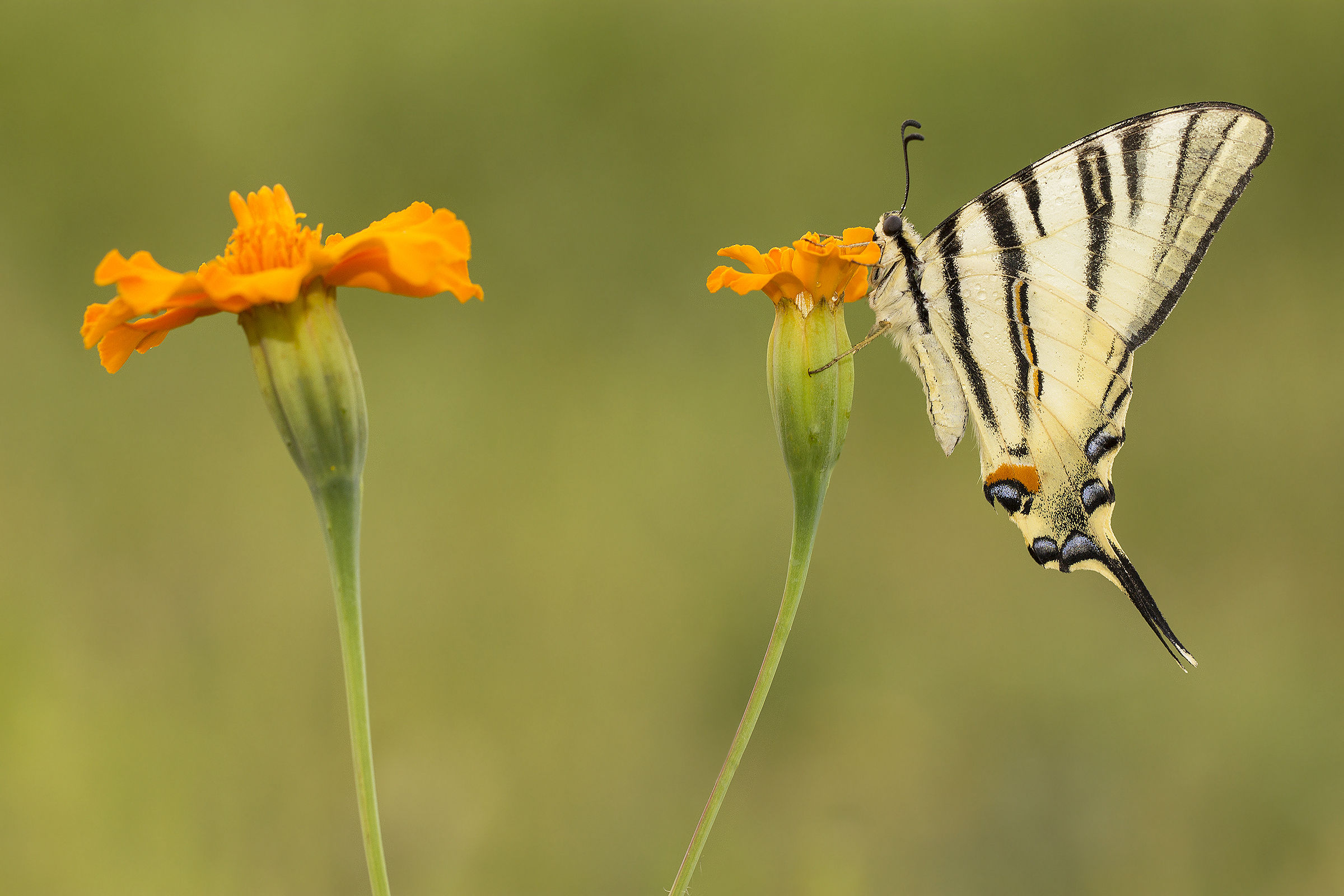 Aprendo gli ombrelloni...
