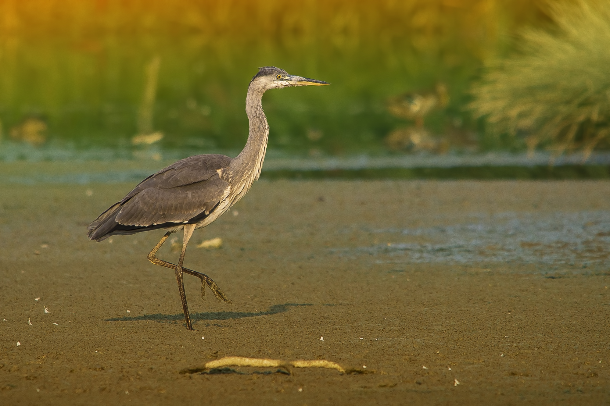 Waiting for the sunset.