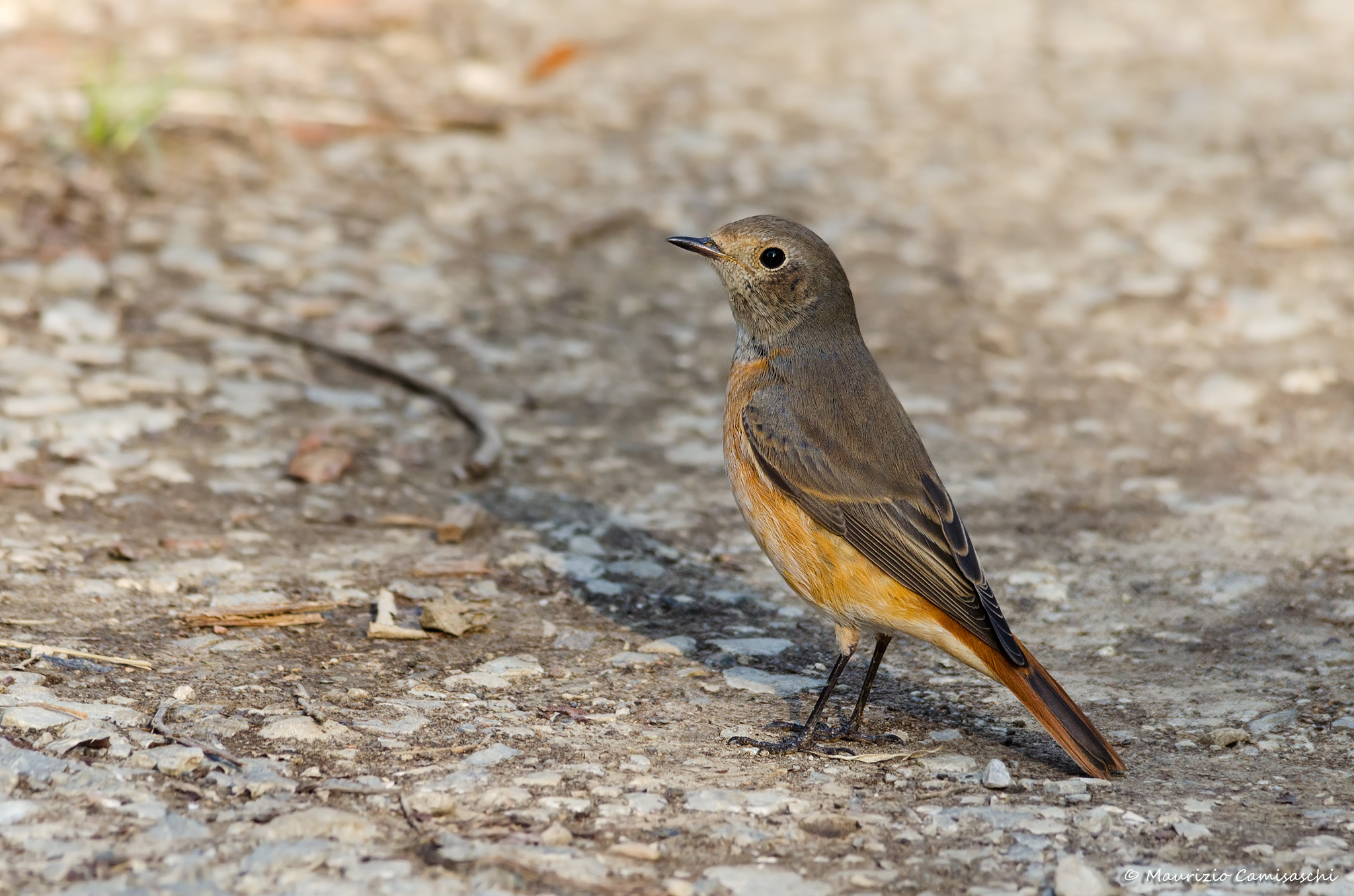 Redstart