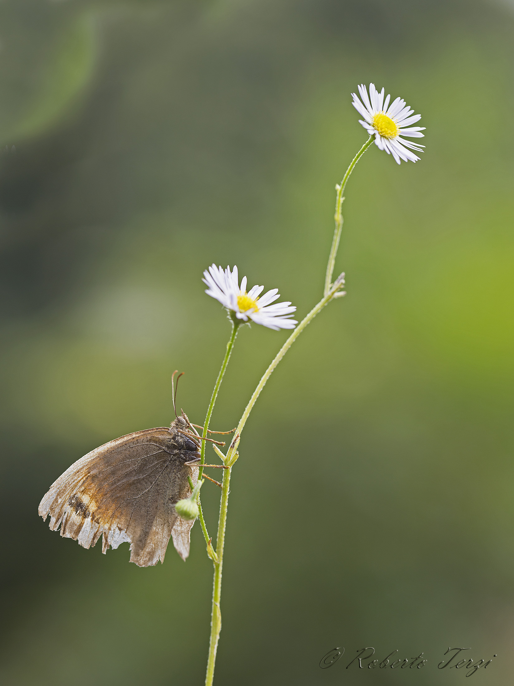 Butterfly anzianotta