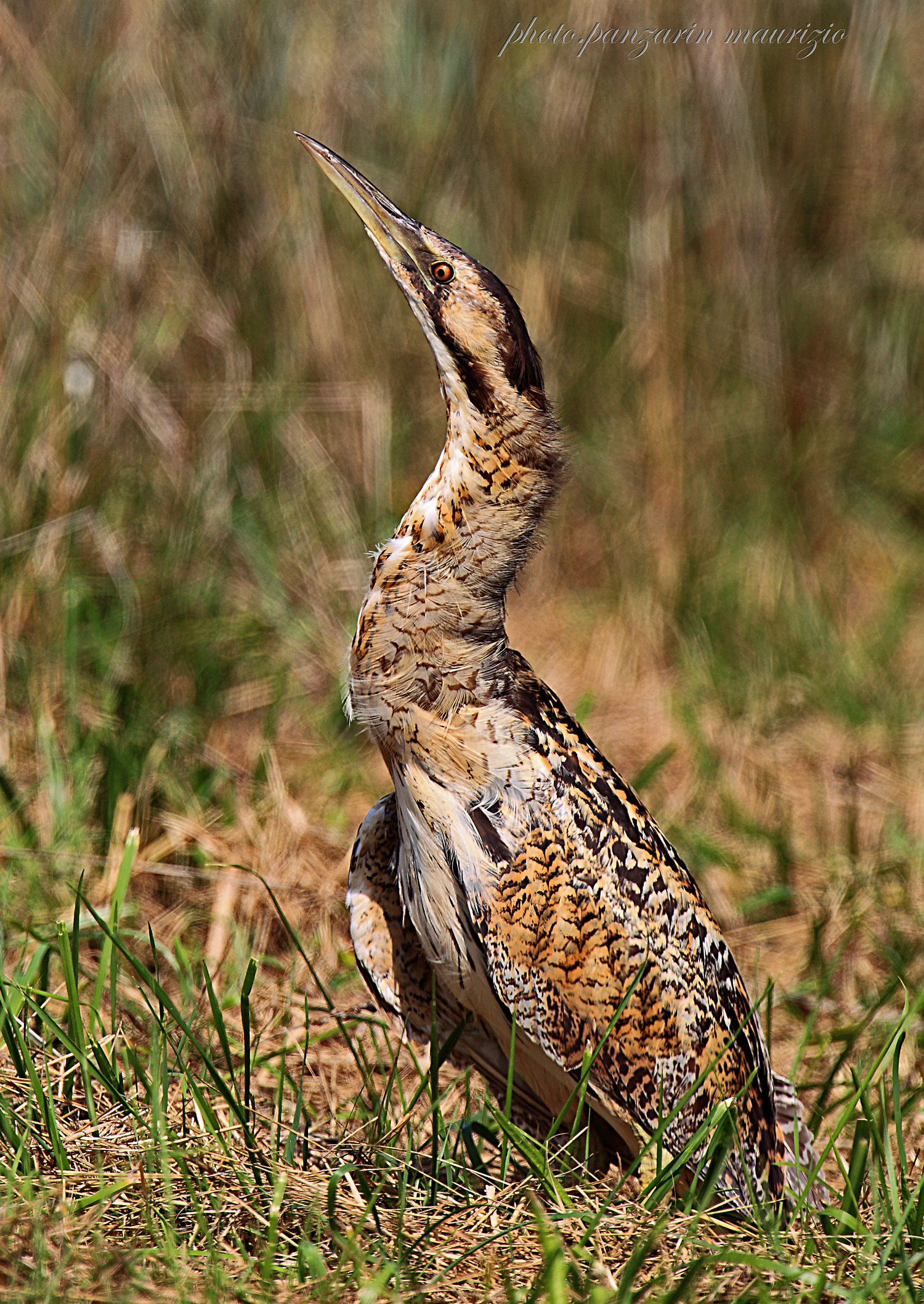 bittern