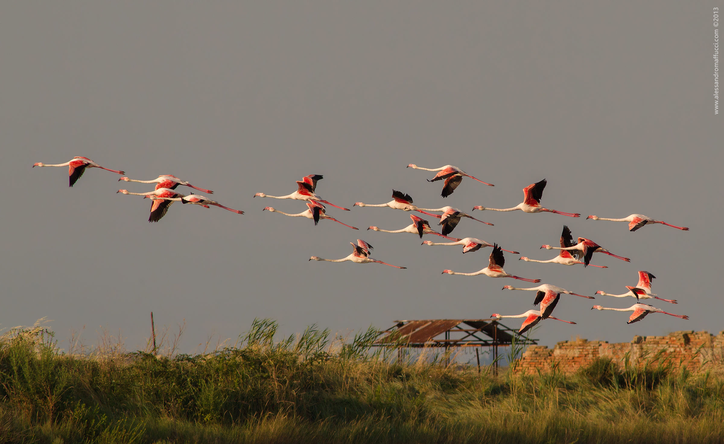 Flamingos at dawn (Comacchio)