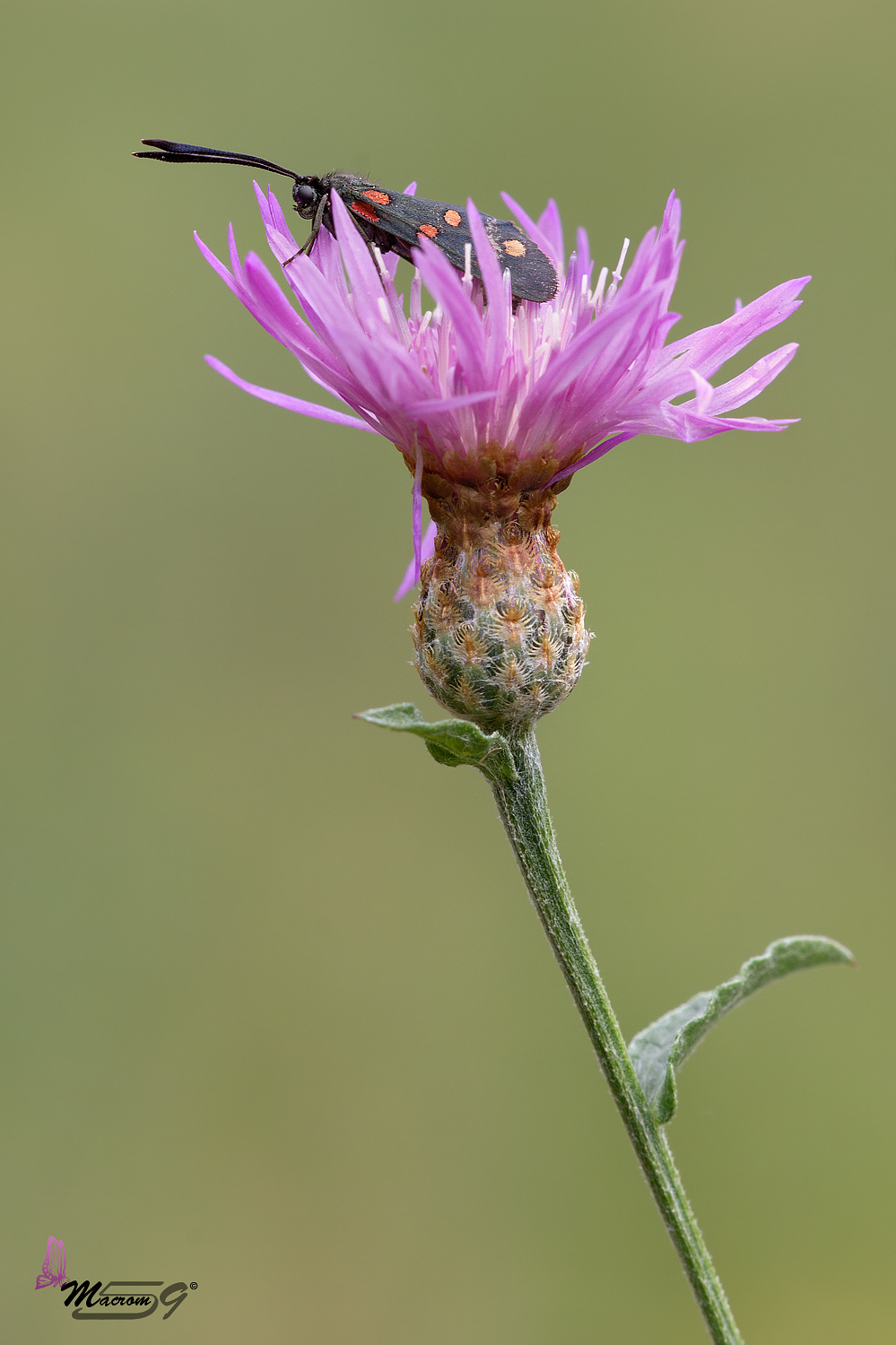 Zygaenidae - filipendulae a riposo!