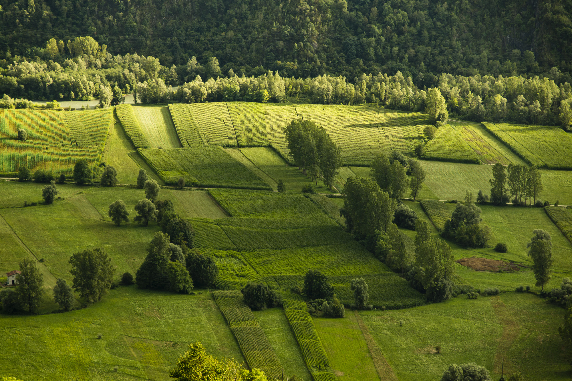 agricoltura d'agosto