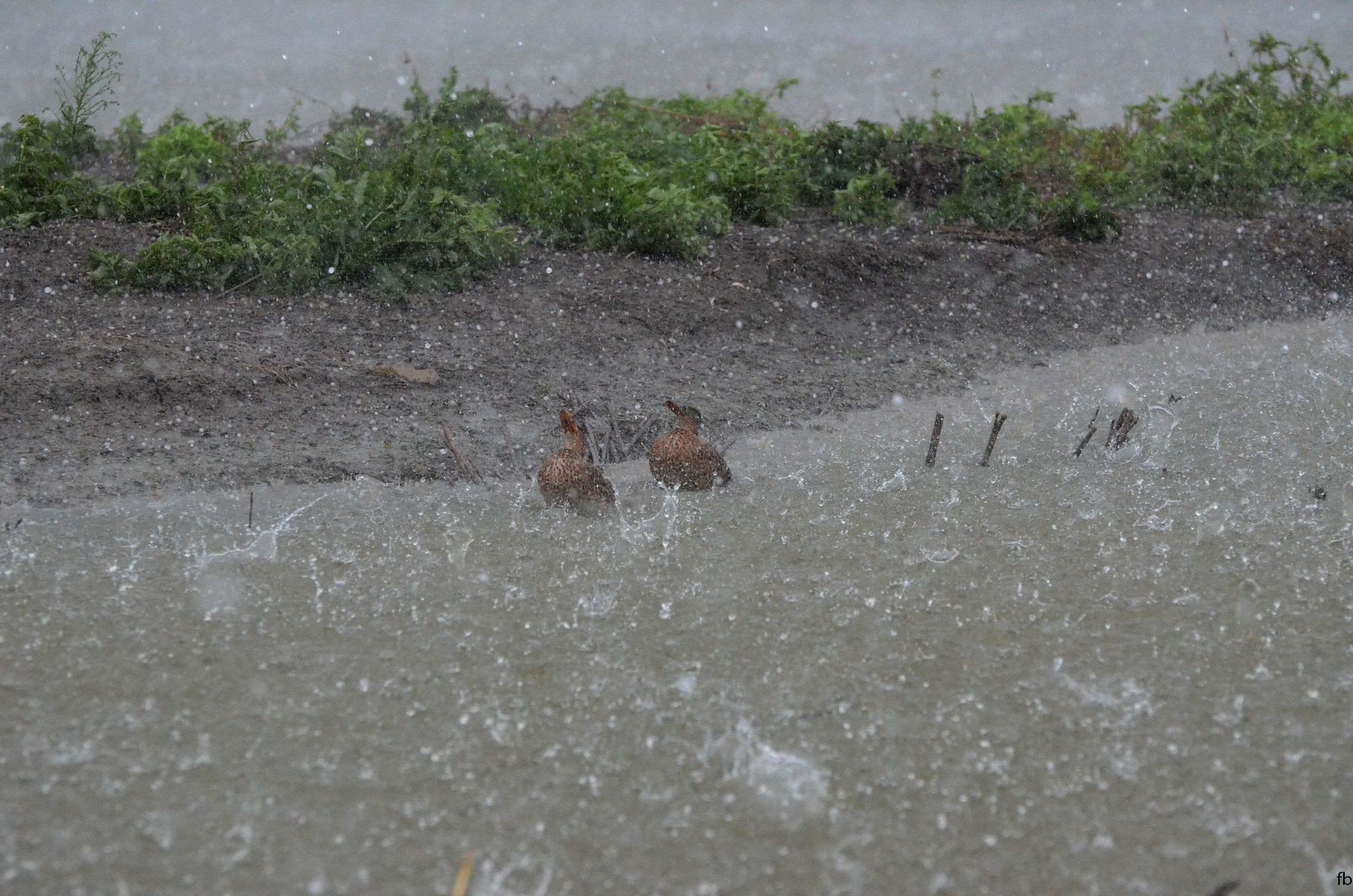 come affrontano la tempesta le anatre