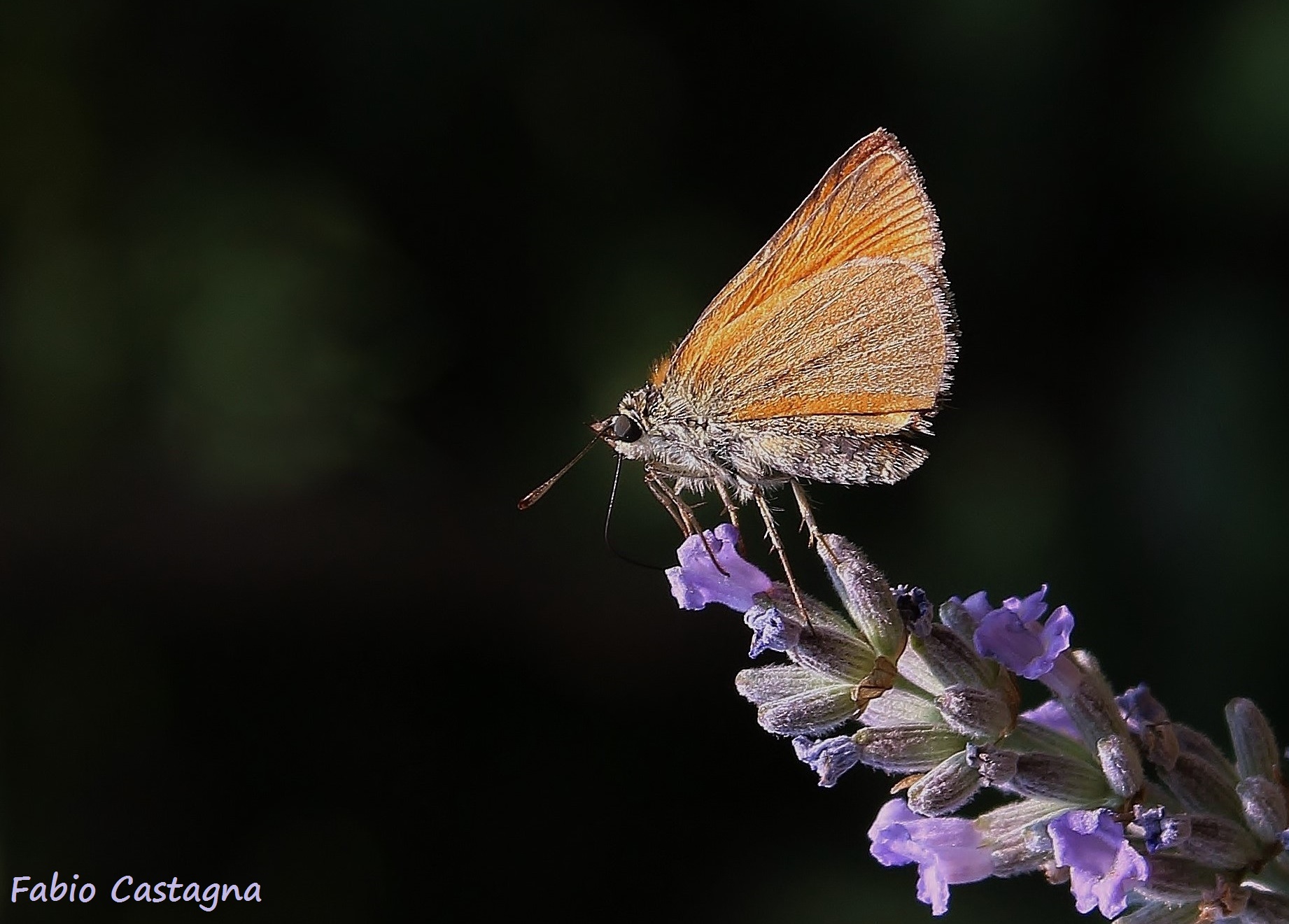 Ochlodes Venatus - Scent of Lavender