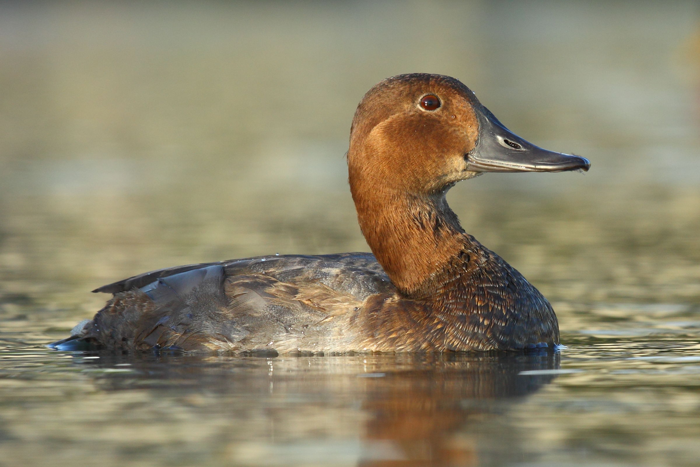Pochard
