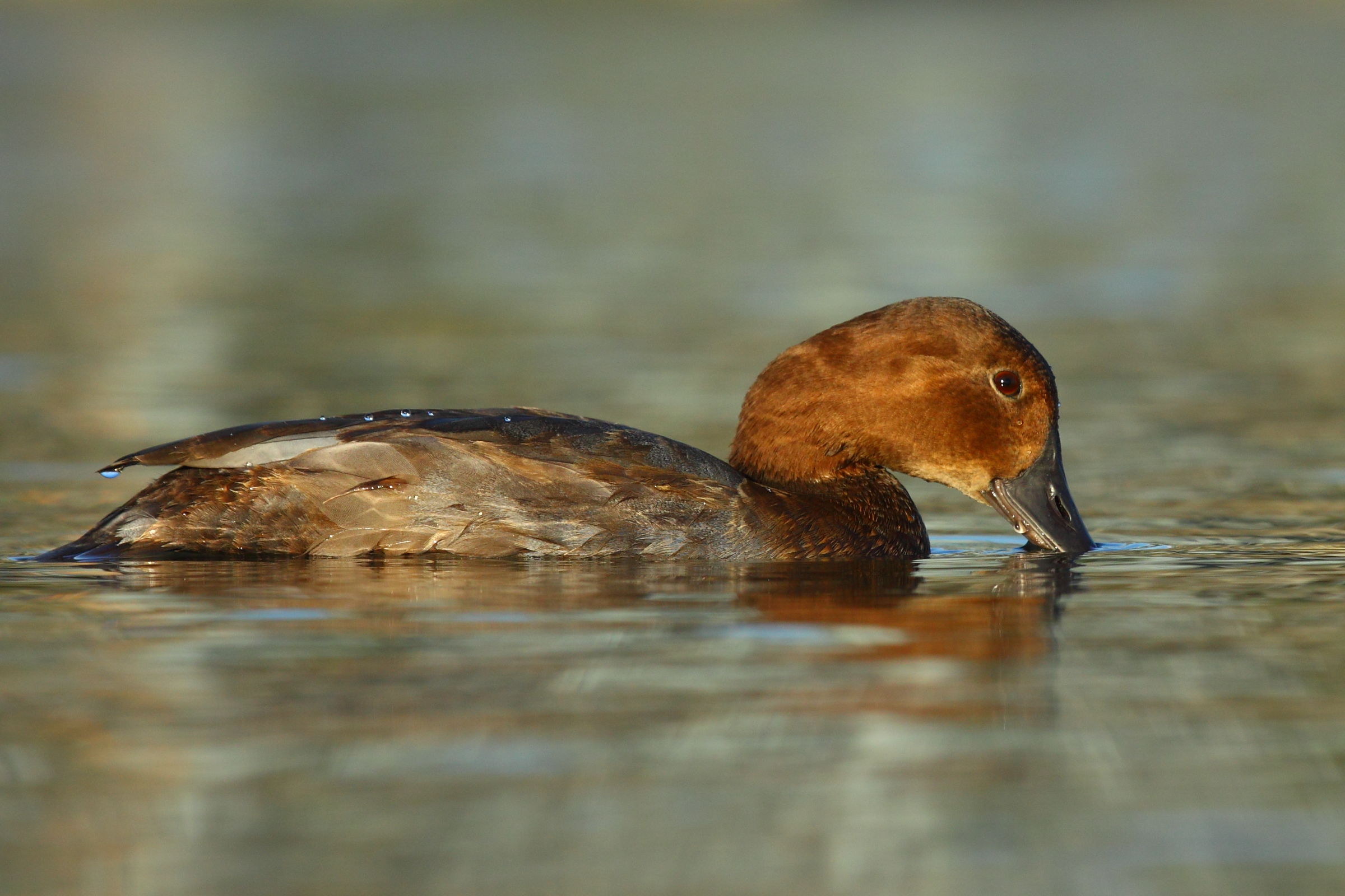 Pochard