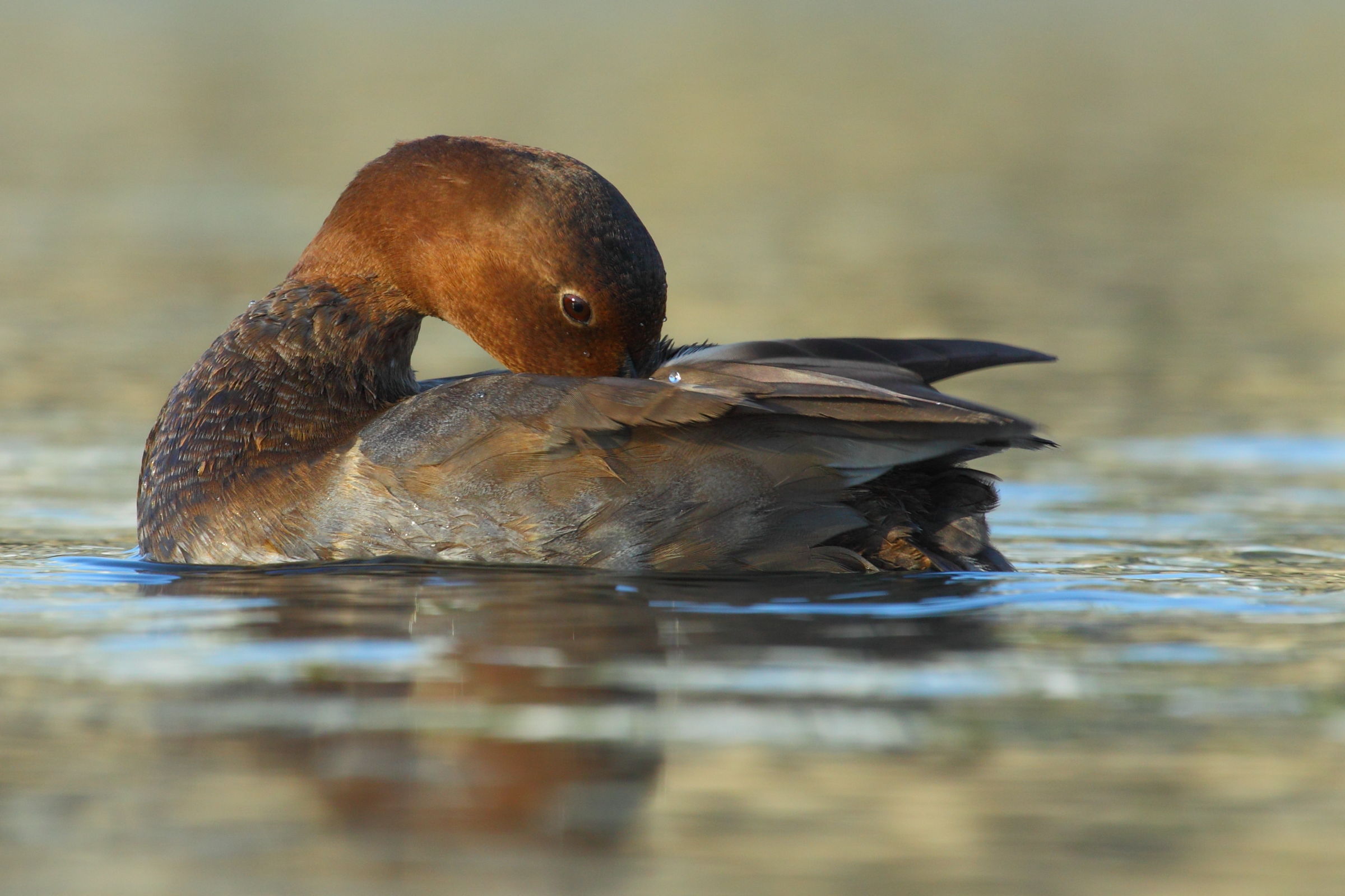 Pochard