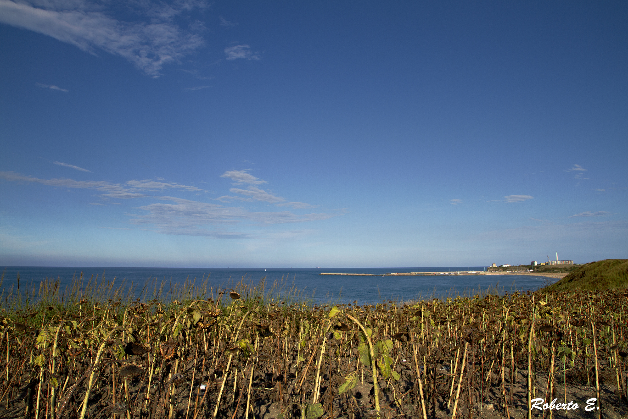 Panorama with sunflowers