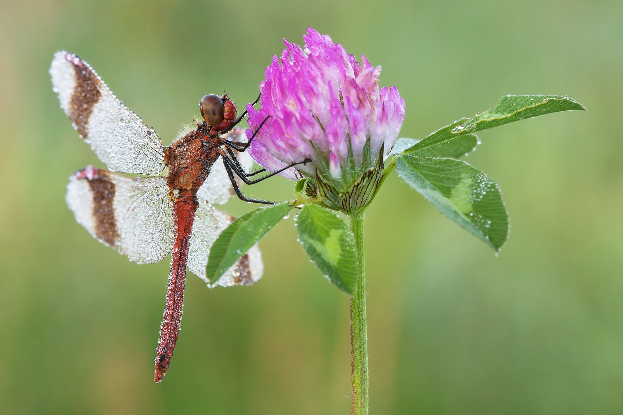 Sympetrum pedemontanum