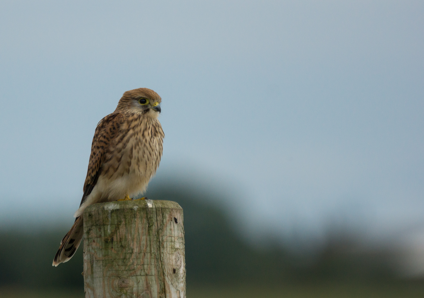 Common Kestrel