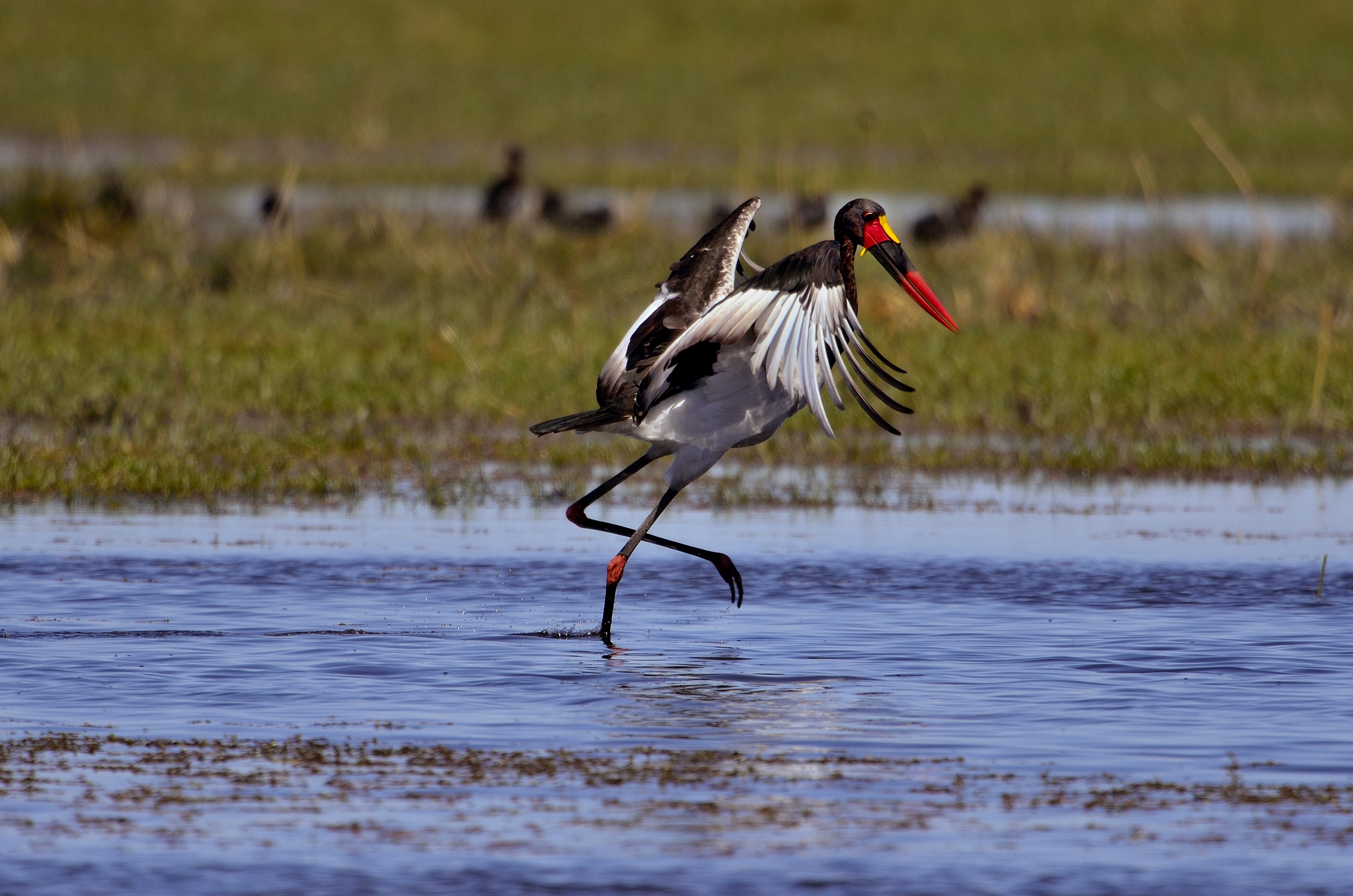 la danza della cicogna sellata