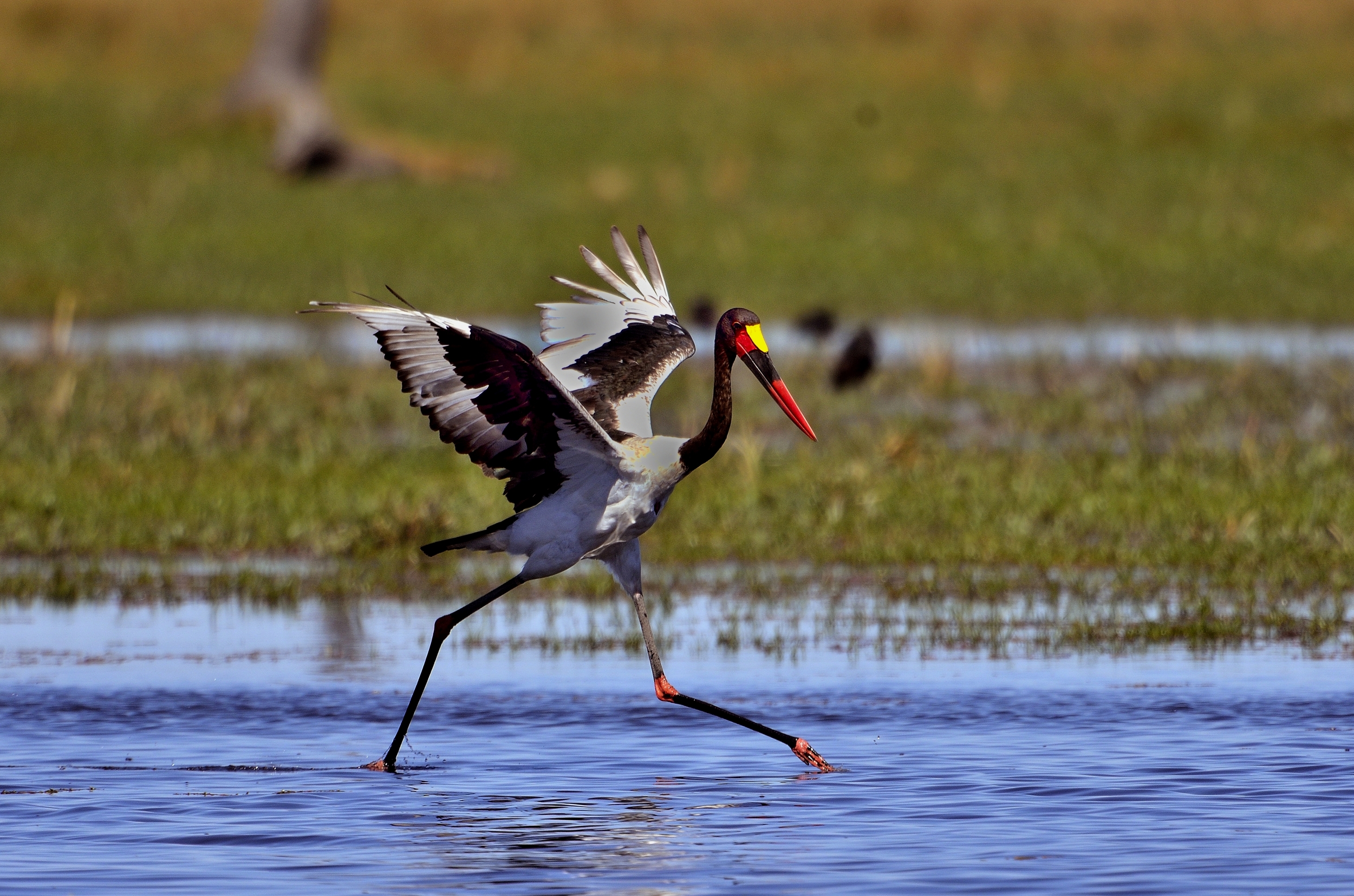 la danza della cicogna sellata