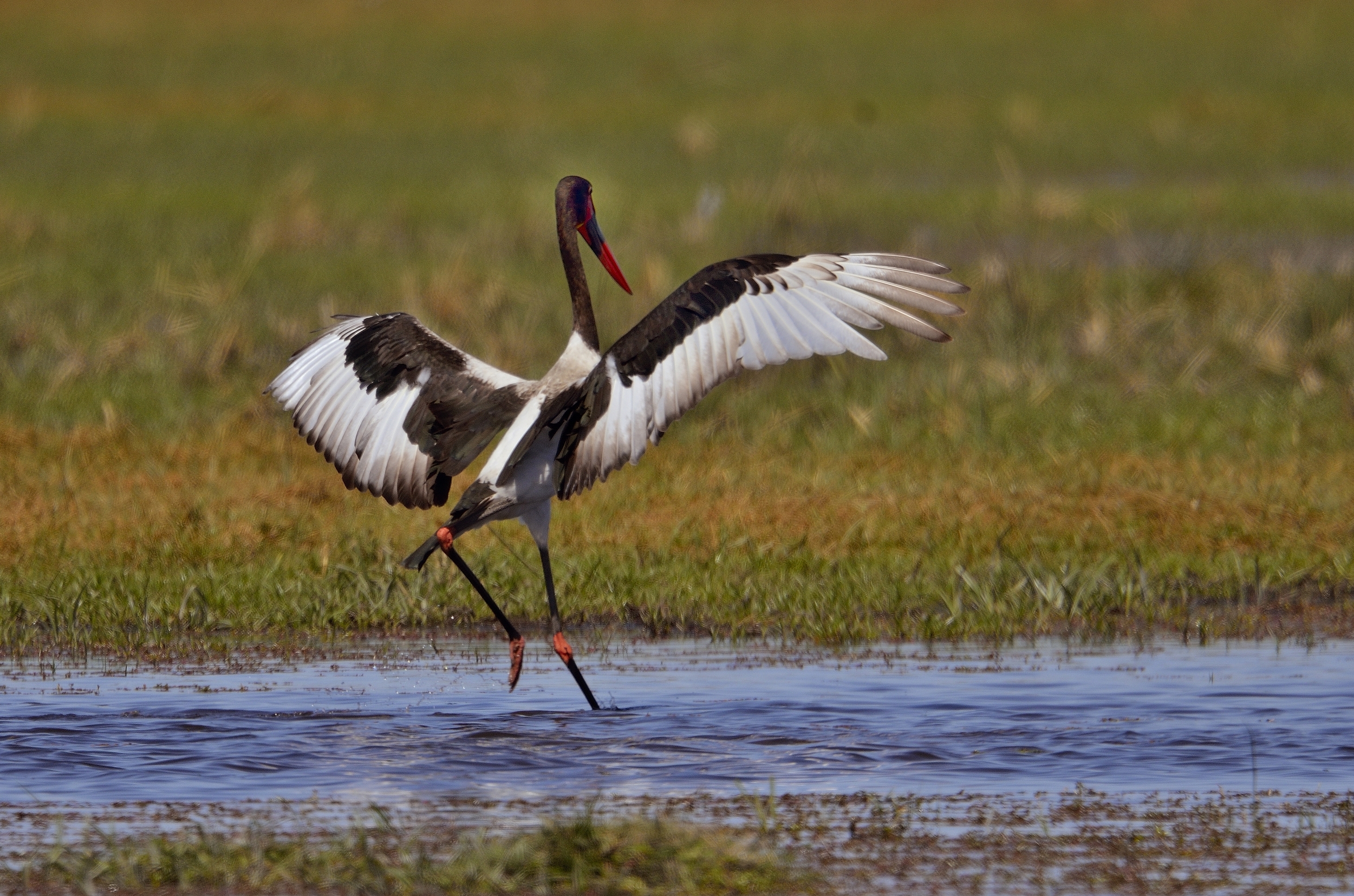la danza della cicogna sellata