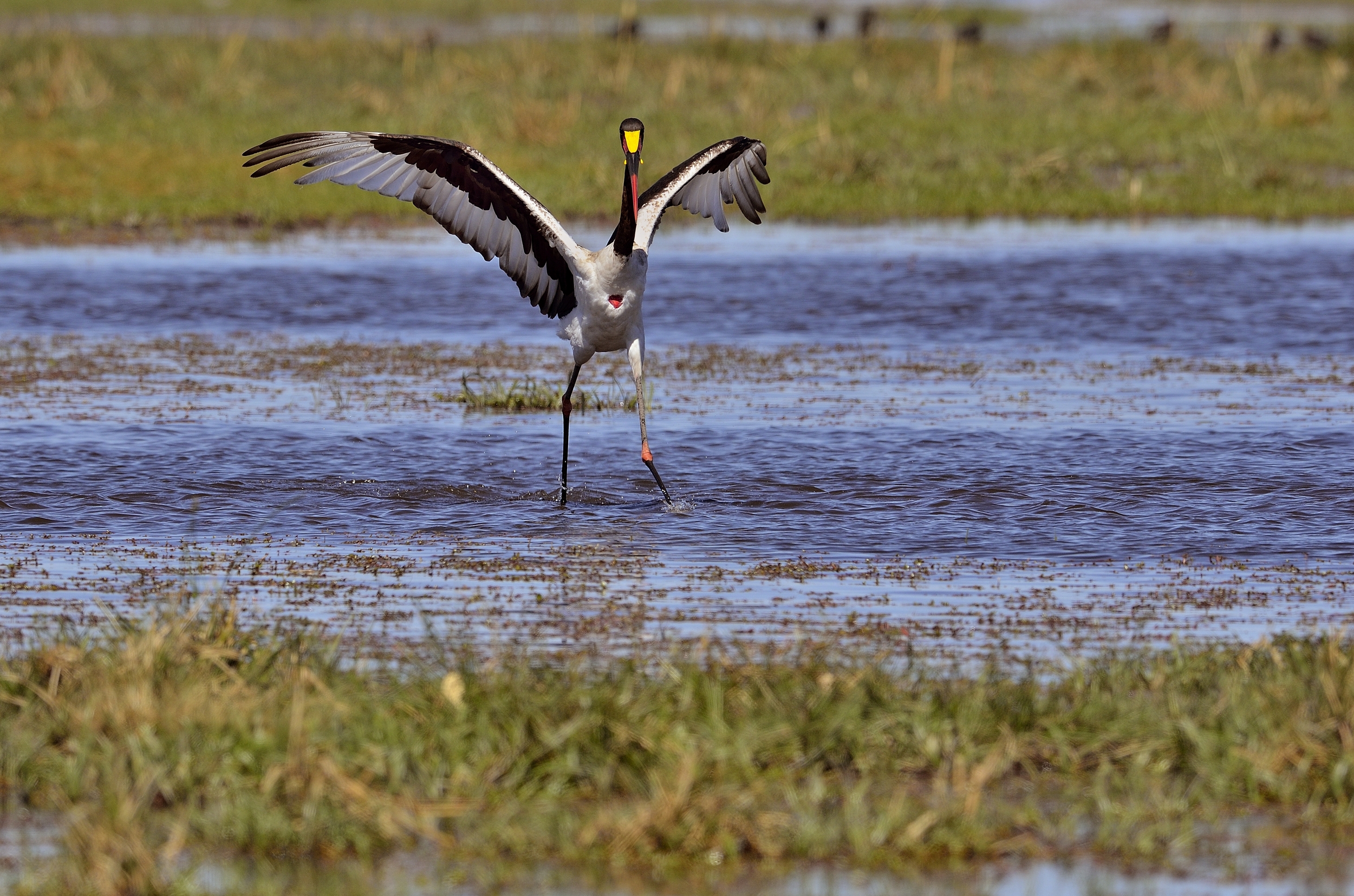 la danza della cicogna sellata