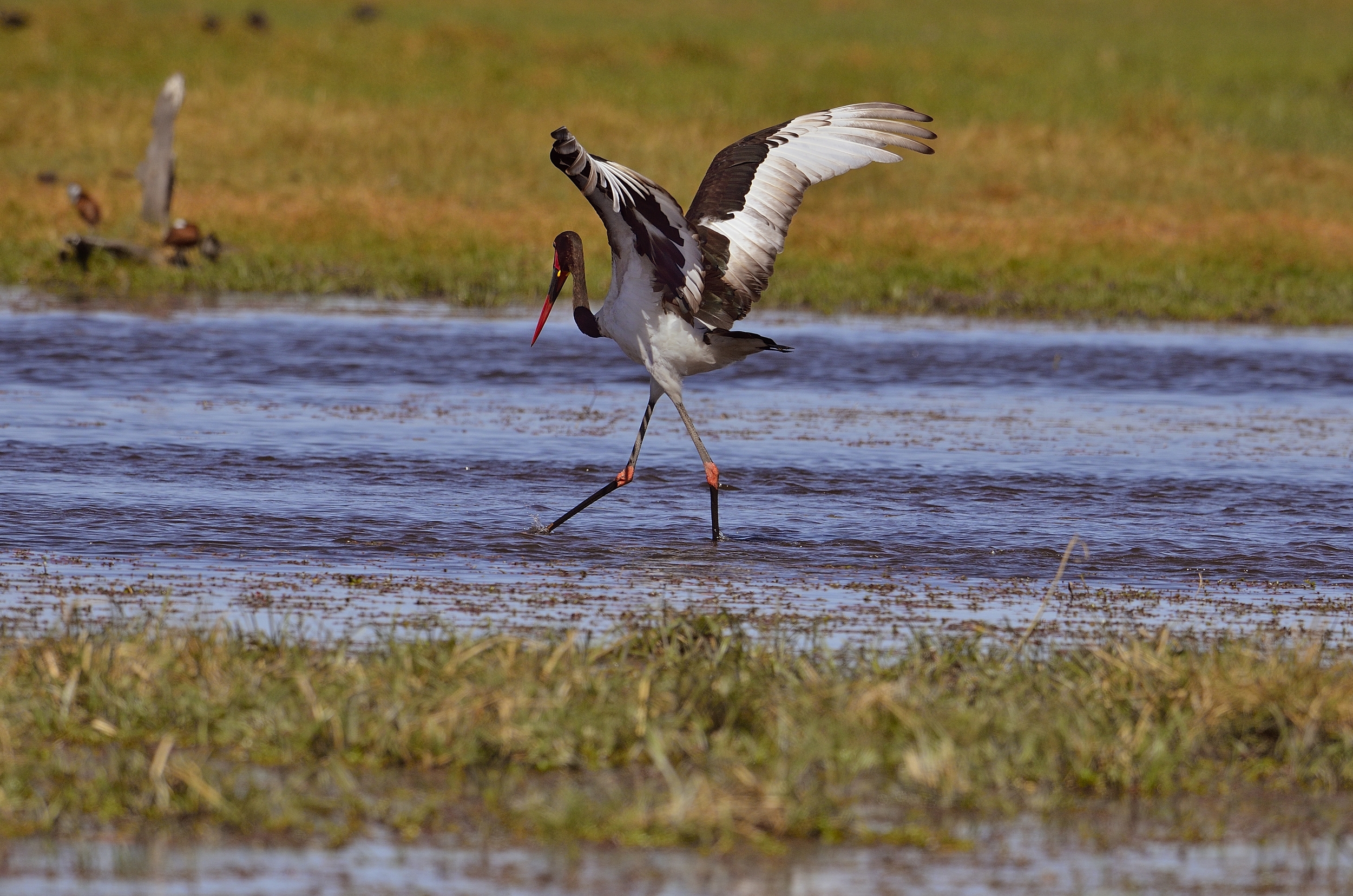 la danza della cicogna sellata